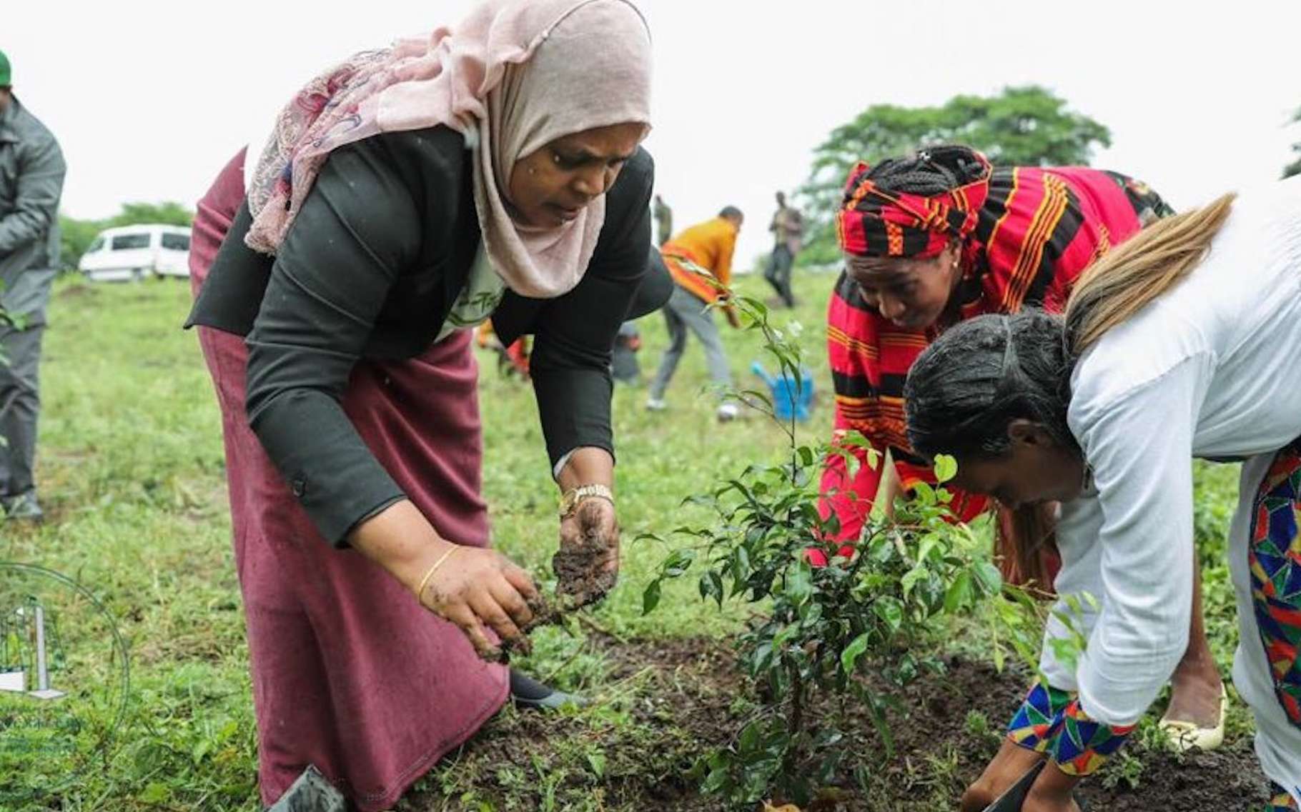 Breve L Ethiopie Va Planter 4 Milliards D Arbres