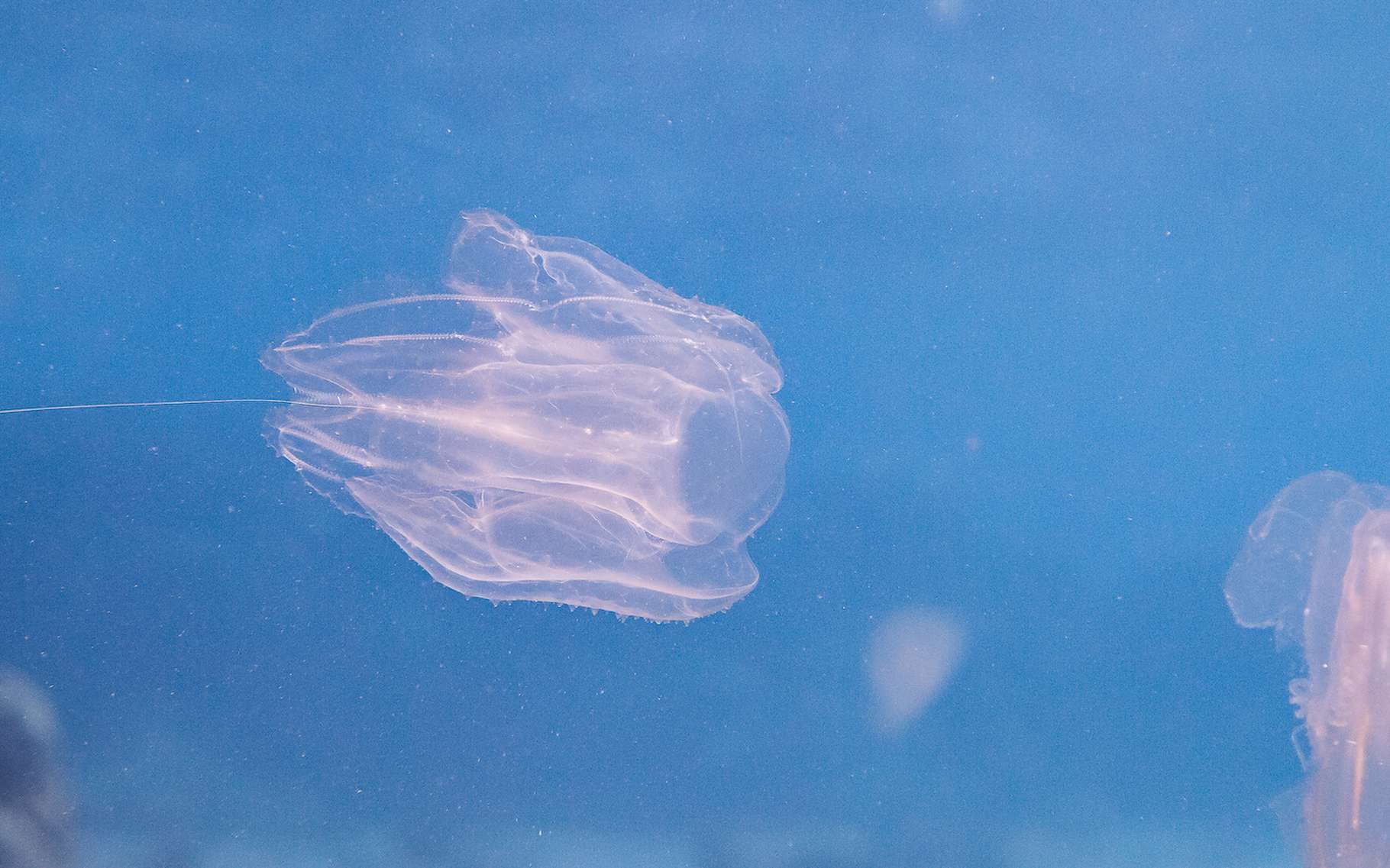 Voici le premier animal à être apparu sur Terre