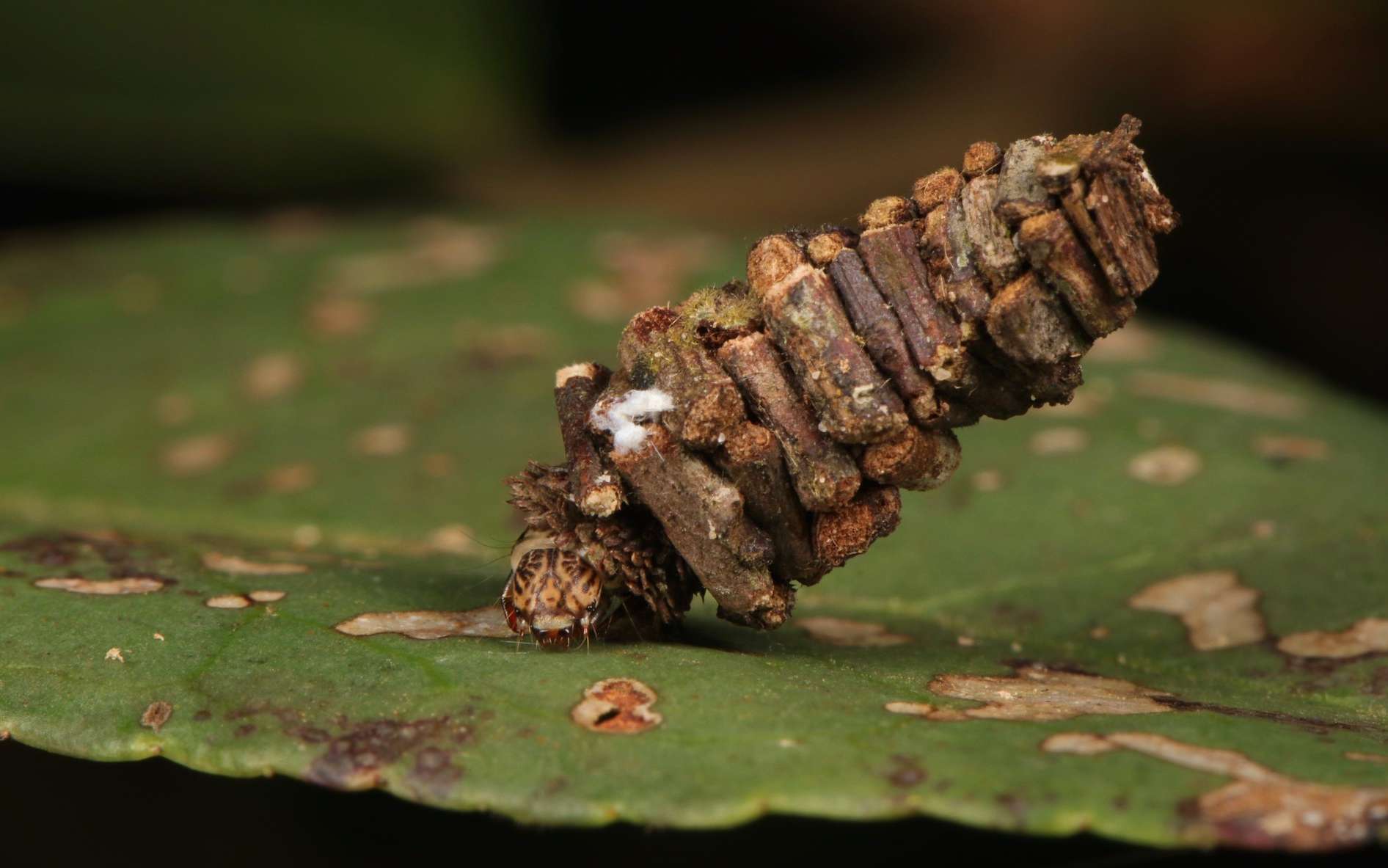 Étrangeté du vivant : cet insecte transporte sa maison