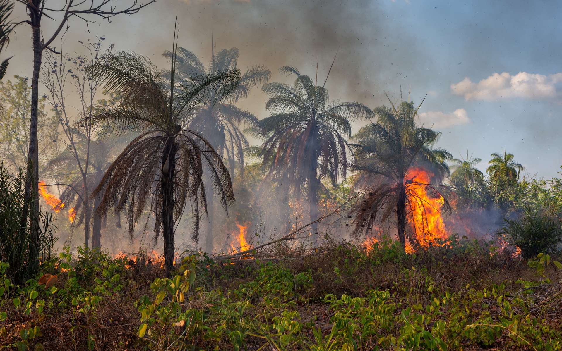 Les forêts tropicales pourraient presque avoir disparu en 2100