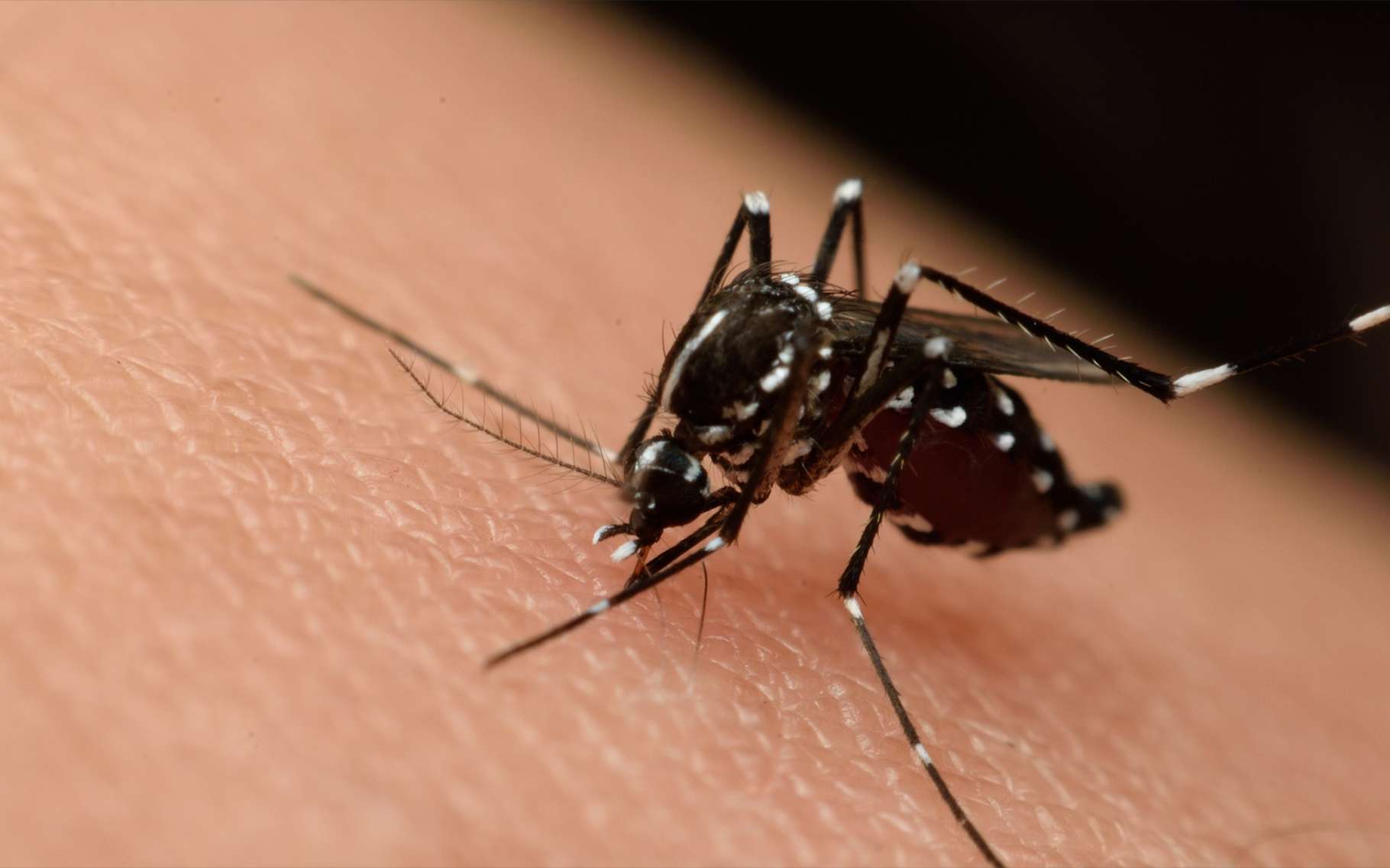 Le moustique qui transmet le Zika est aussi vecteur de la dengue, du chikungunya et de la fièvre jaune. © PongMoji, Shutterstock
