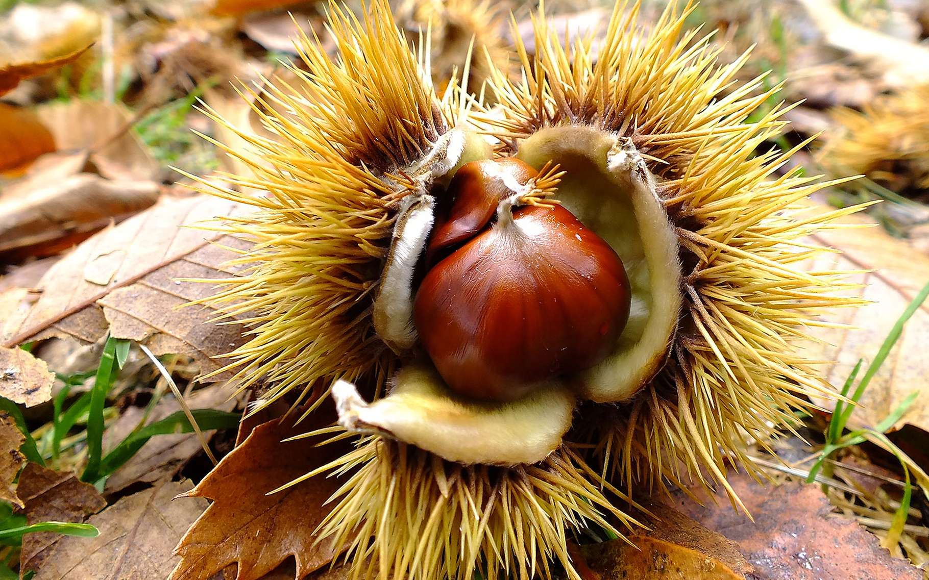Le châtaignier plantation, feuilles, fruits et fleurs Dossier