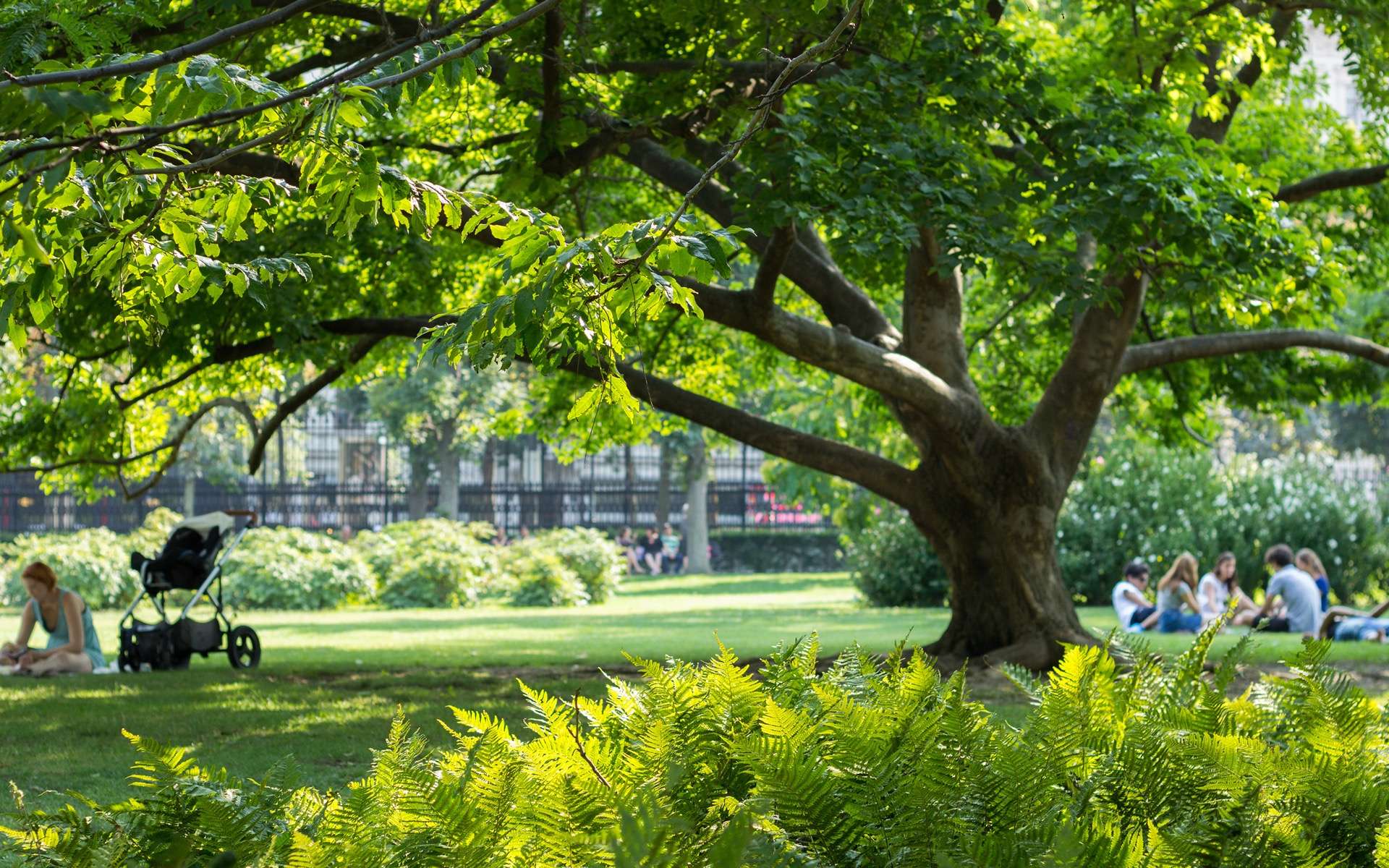 Cécité botanique : ce phénomène invisible qui fragilise notre lien à la nature