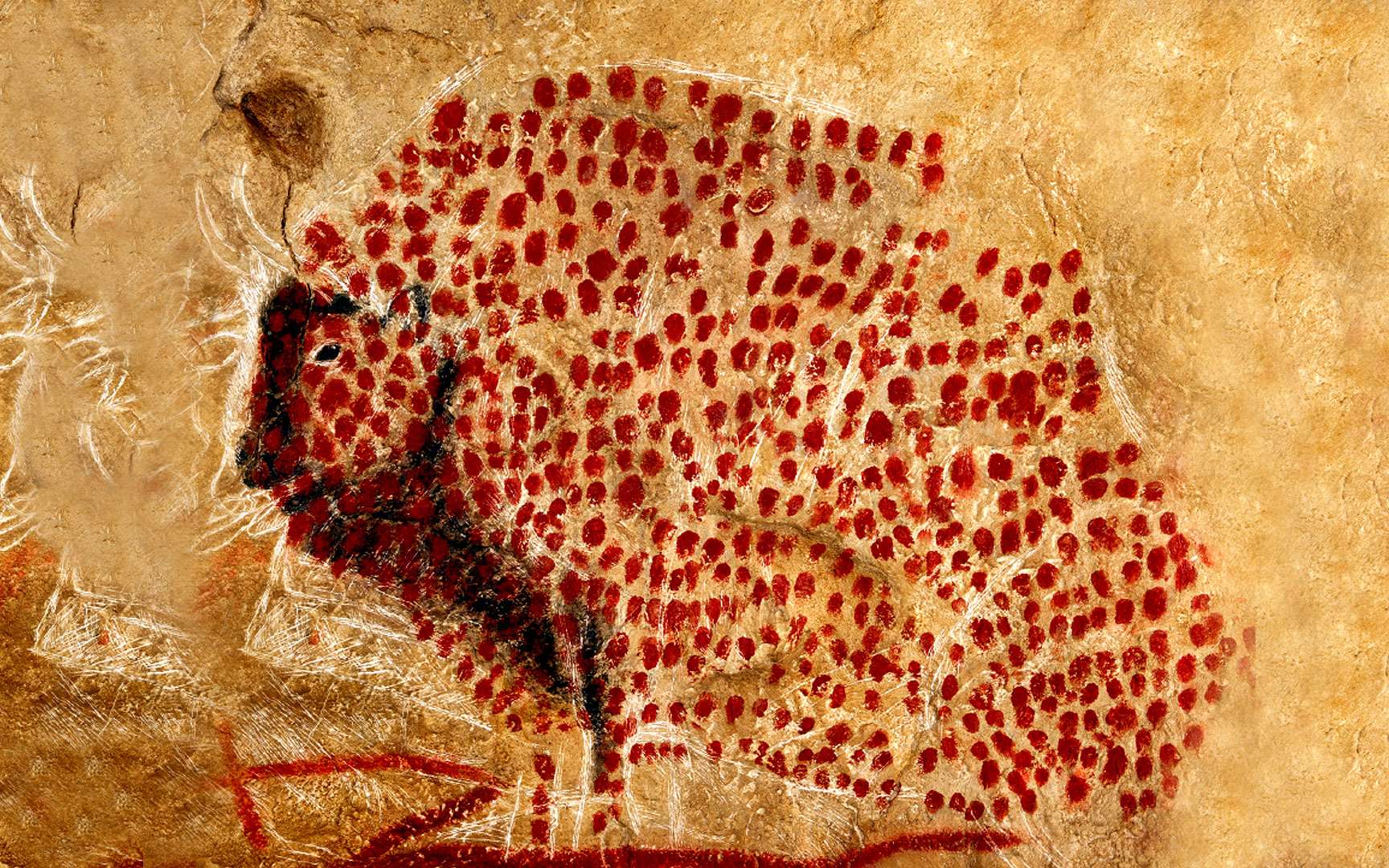 Le Bison Ponctue De La Grotte De Marsoulas Dossier