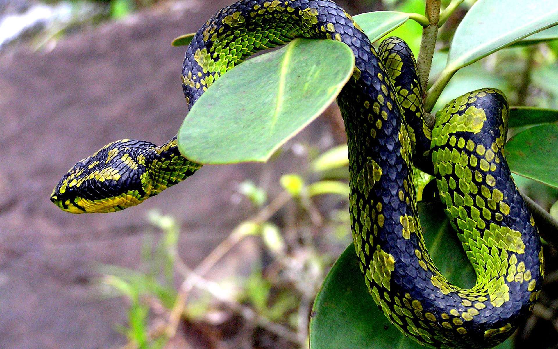 La vipère verte du Sri-Lanka. © Mahendra Prasad Peiris, wikimedia commons, CC 4.0