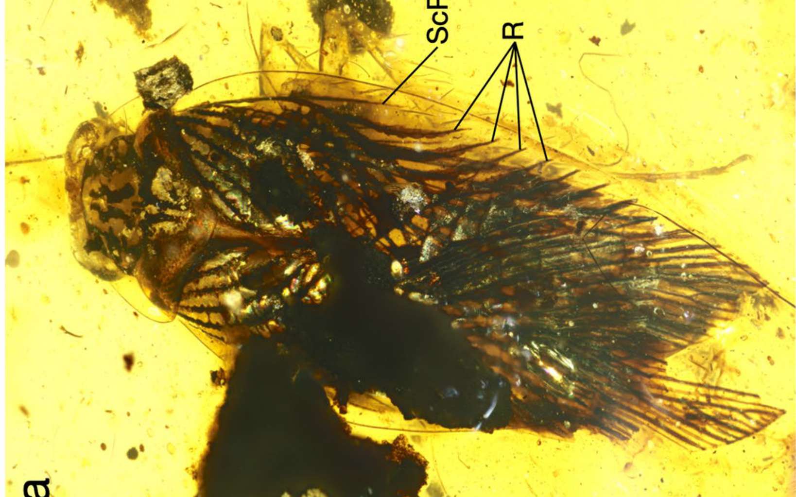 La vie de ce cafard piégé dans l'ambre il y a 100 millions d'années était différente de ceux d'aujourd'hui