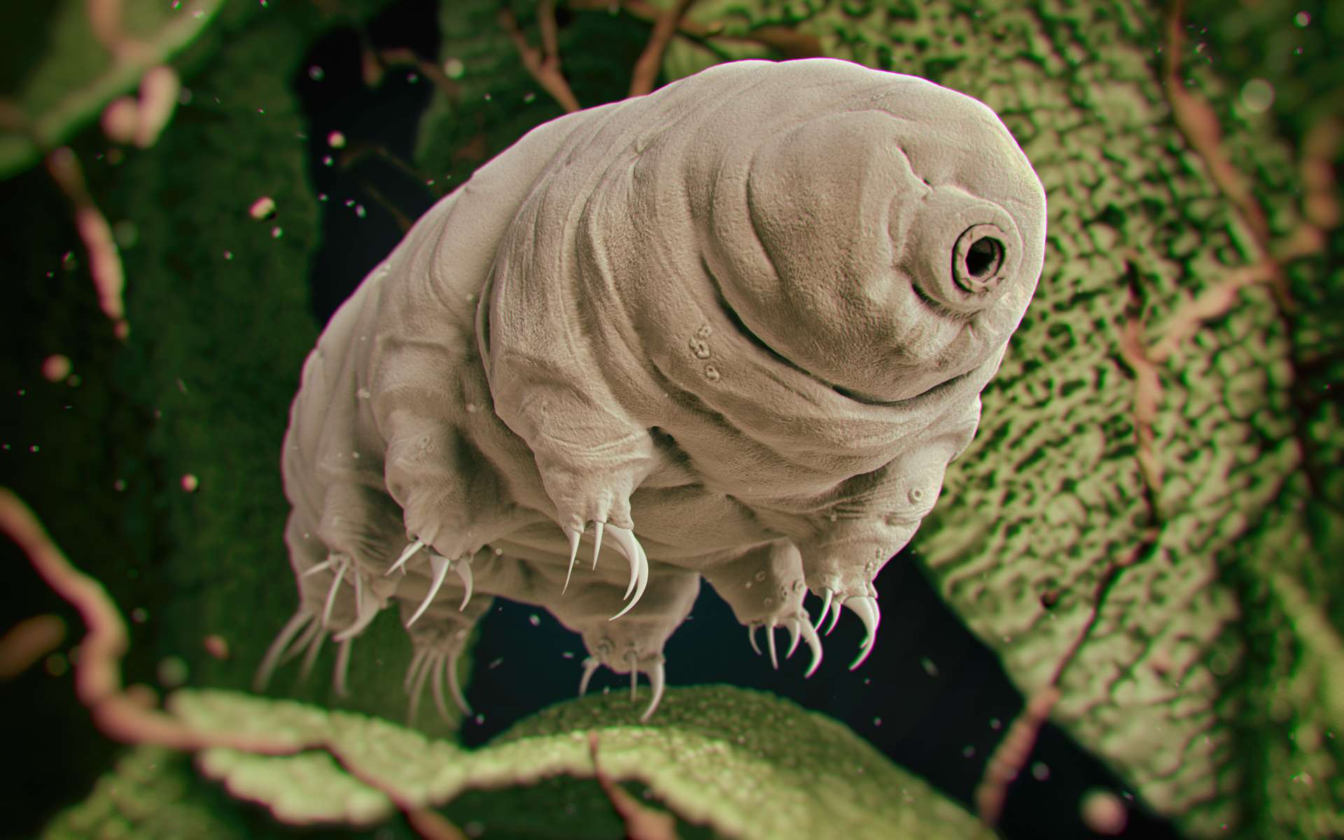 We know why tardigrades survive dehydration