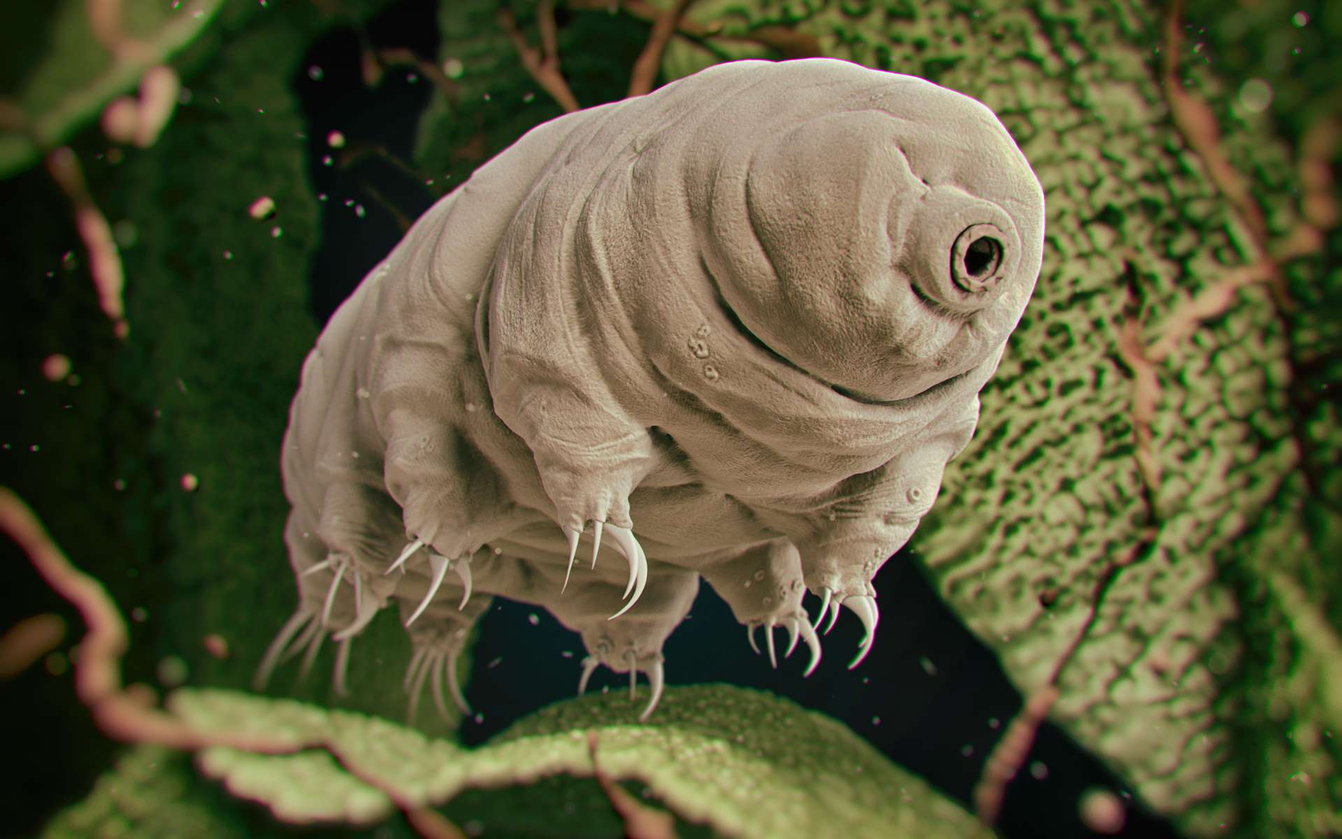 On sait pourquoi les tardigrades survivent à la déshydratation