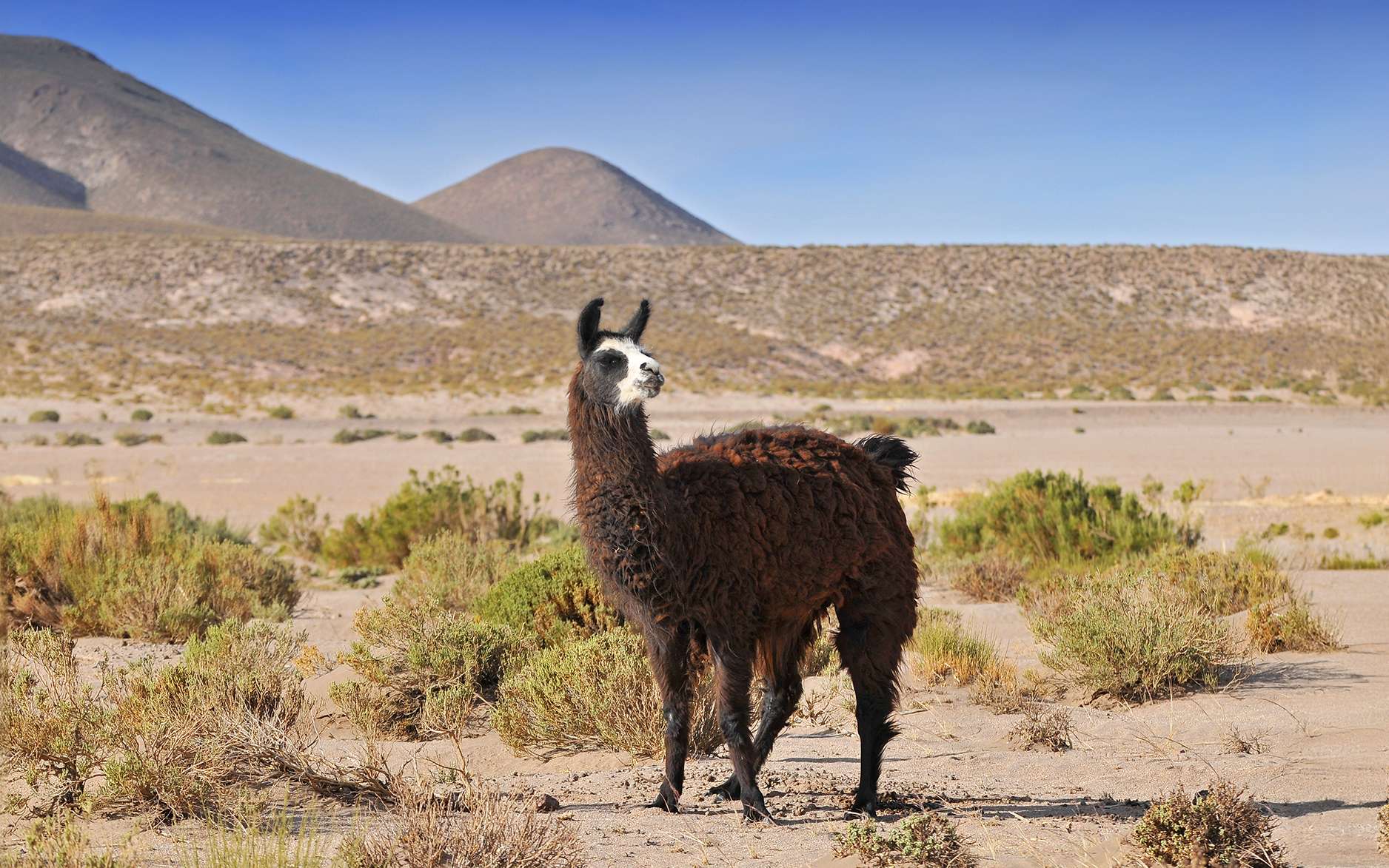Étonnant : les lamas protègent les troupeaux de moutons contre les prédateurs !