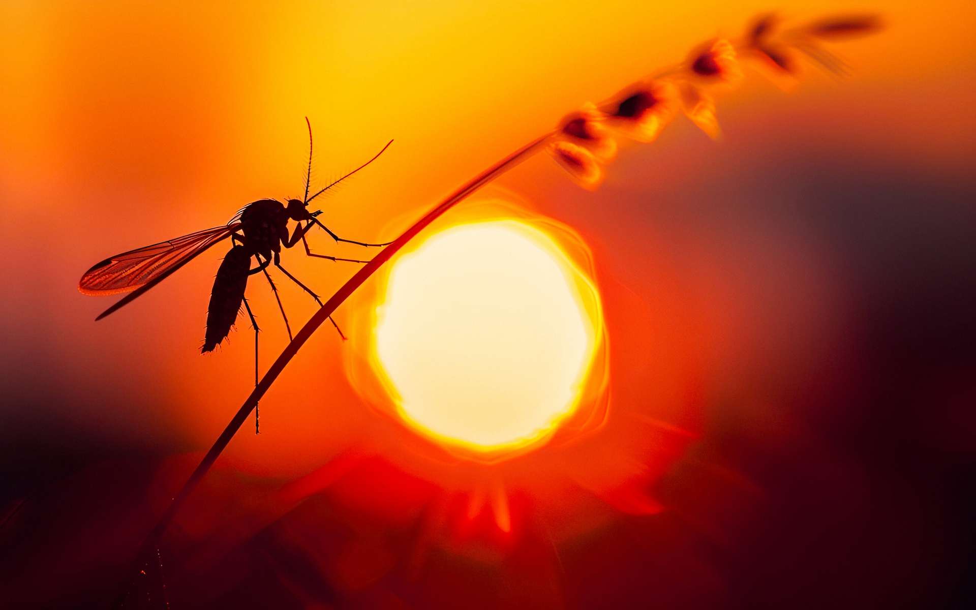 Trois cas de virus West Nile dans le Var : les risques et les symptômes à connaître