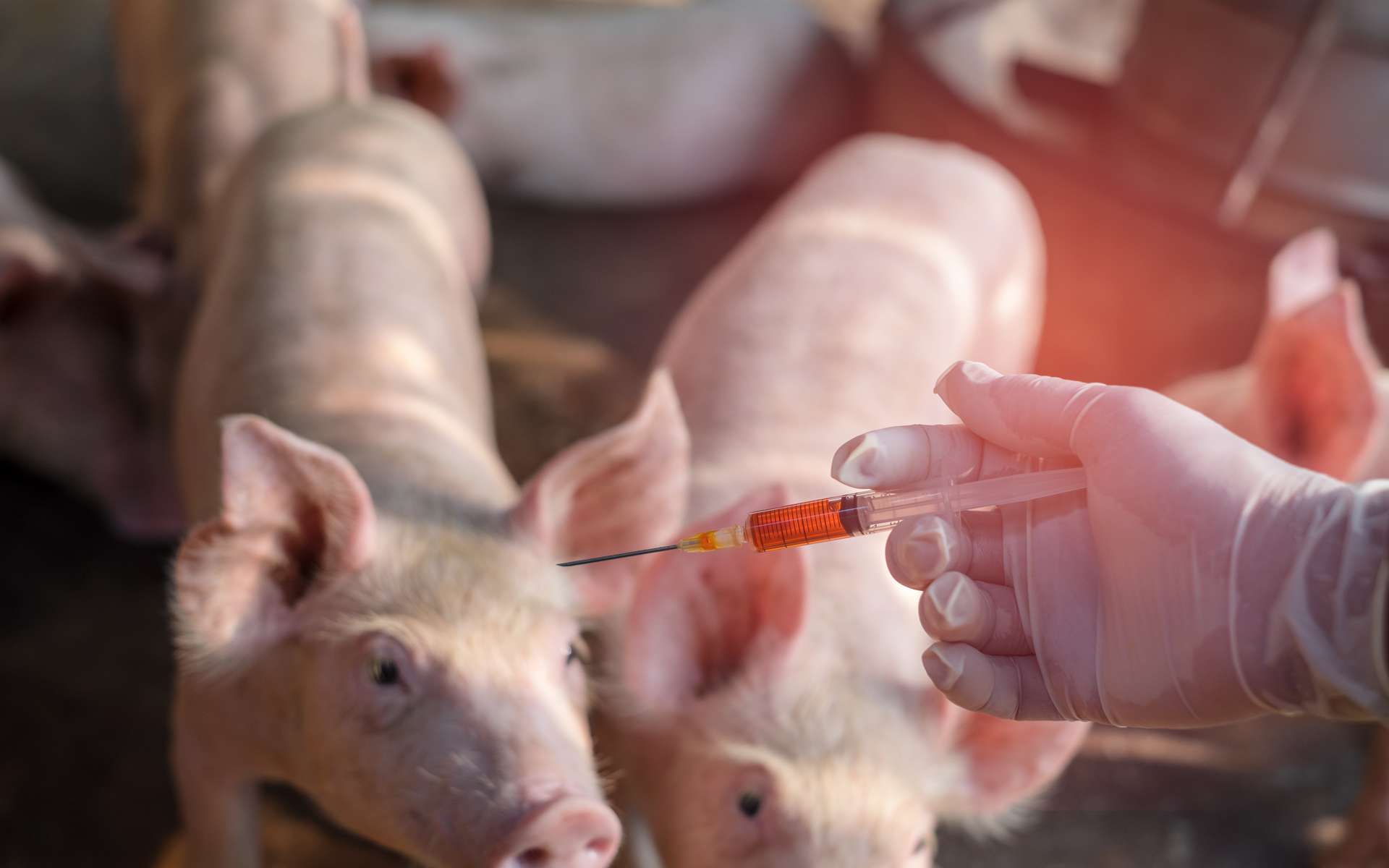 Grippe porcine : faut-il avoir peur de la nouvelle souche semblable à H1N1 ?