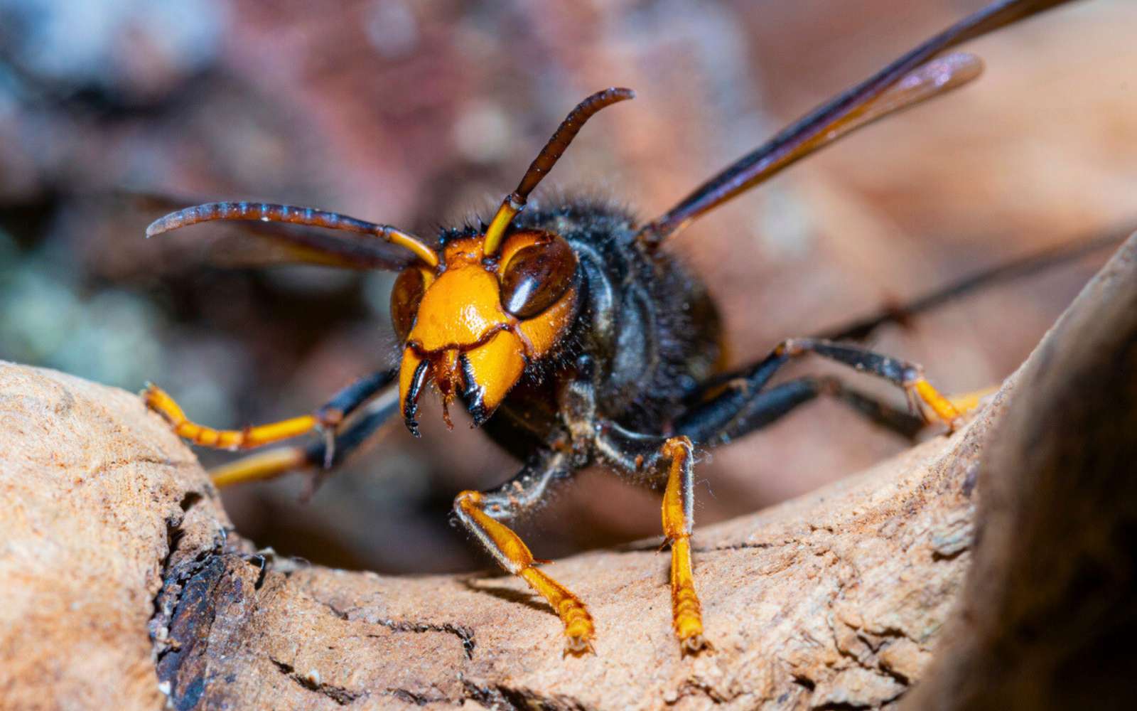 N'écrasez surtout pas ce frelon asiatique ! Voici pourquoi
