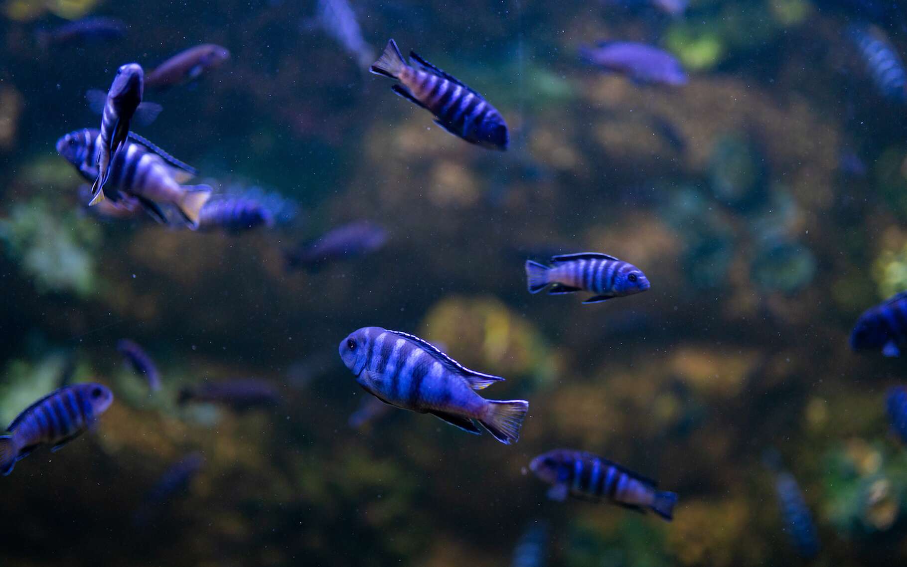 These fish can do math