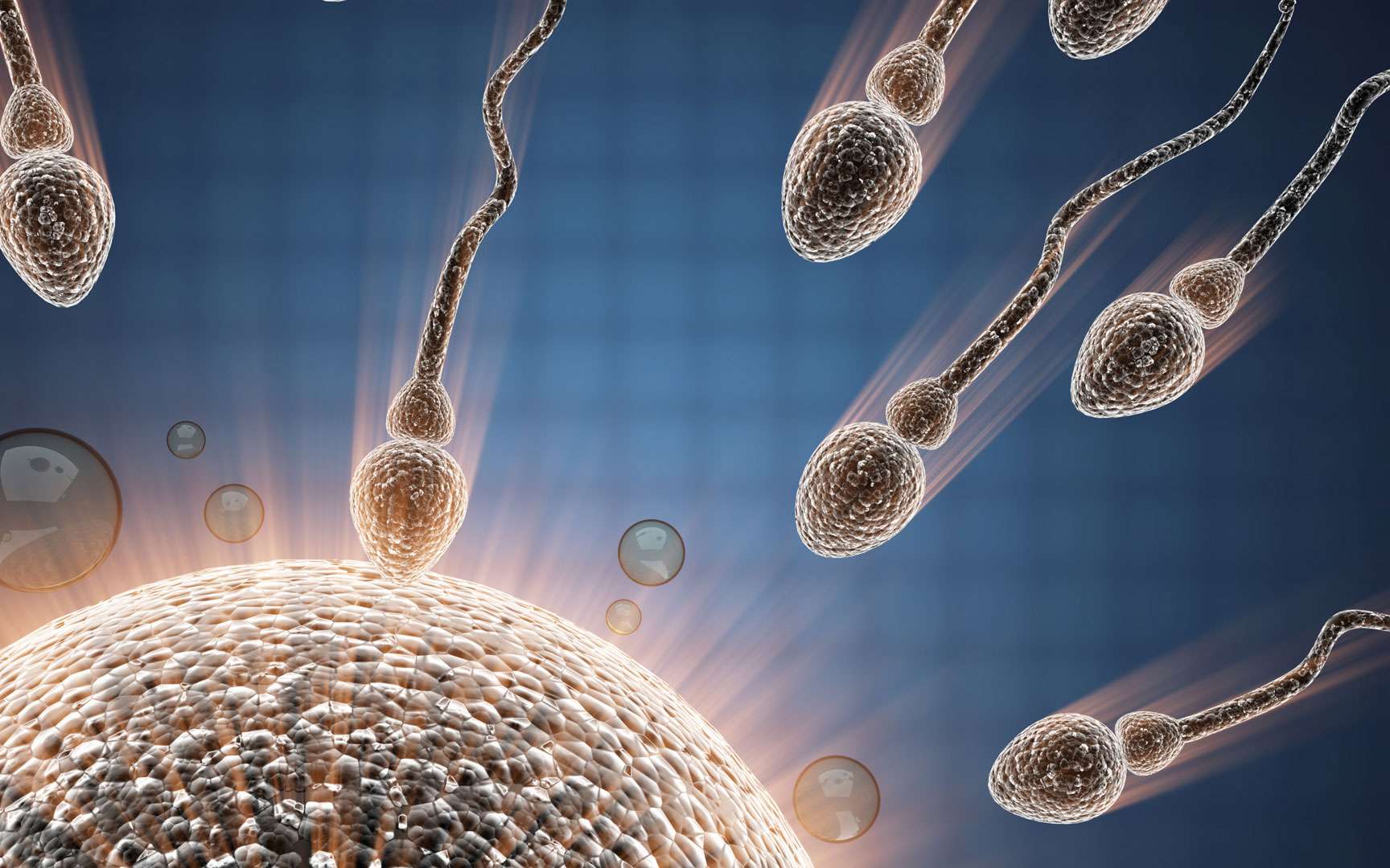 Vidéo | L’impitoyable lutte des spermatozoïdes