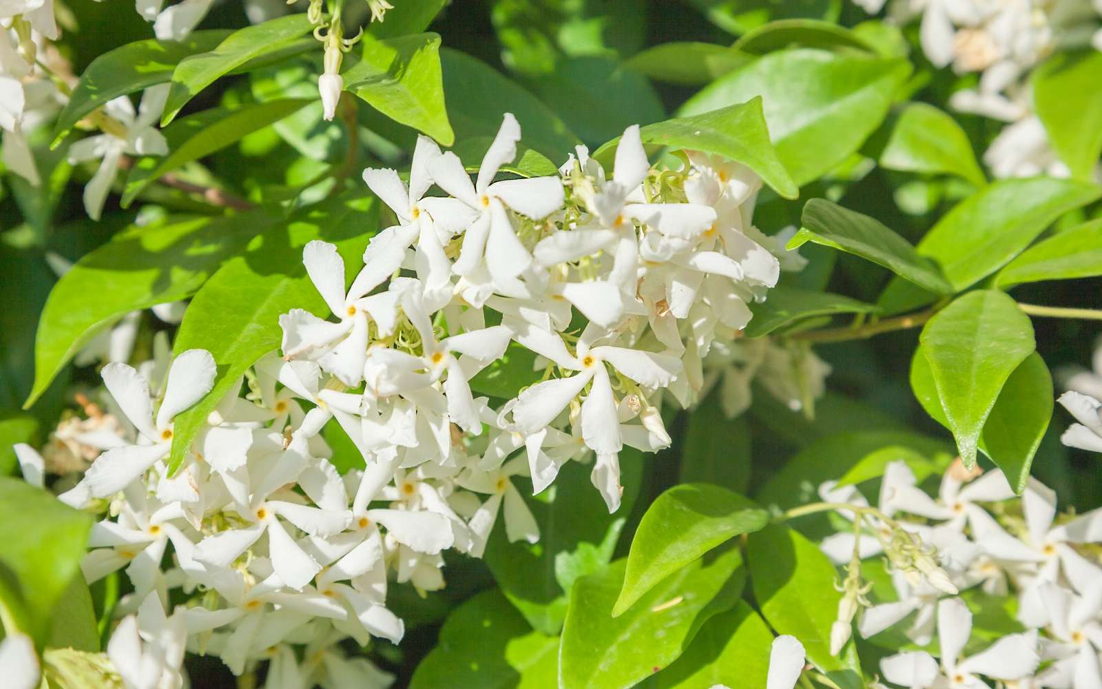 Grappe de fleurs blanches très parfumées du jasmin étoilé. © adisa, Adobe Stock