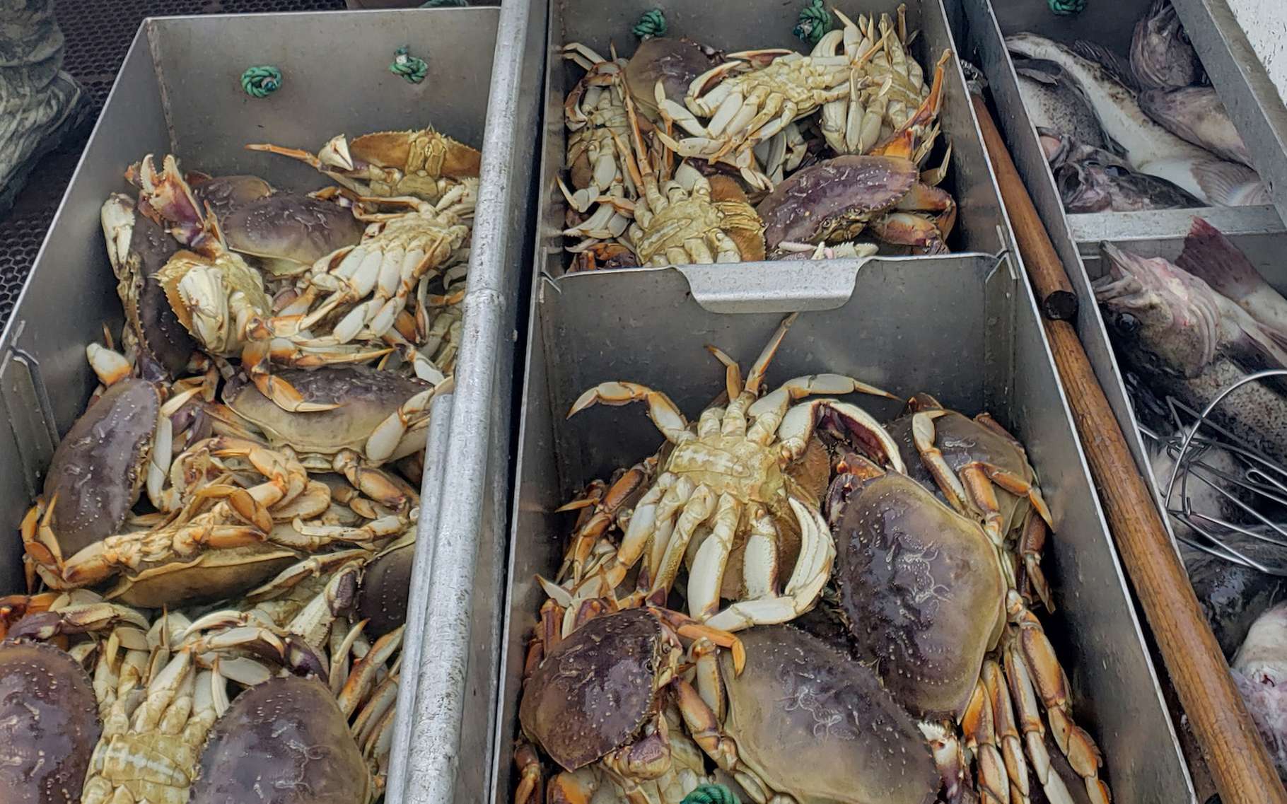 Les océans deviennent tellement acides qu'ils rongent la carapace des crabes
