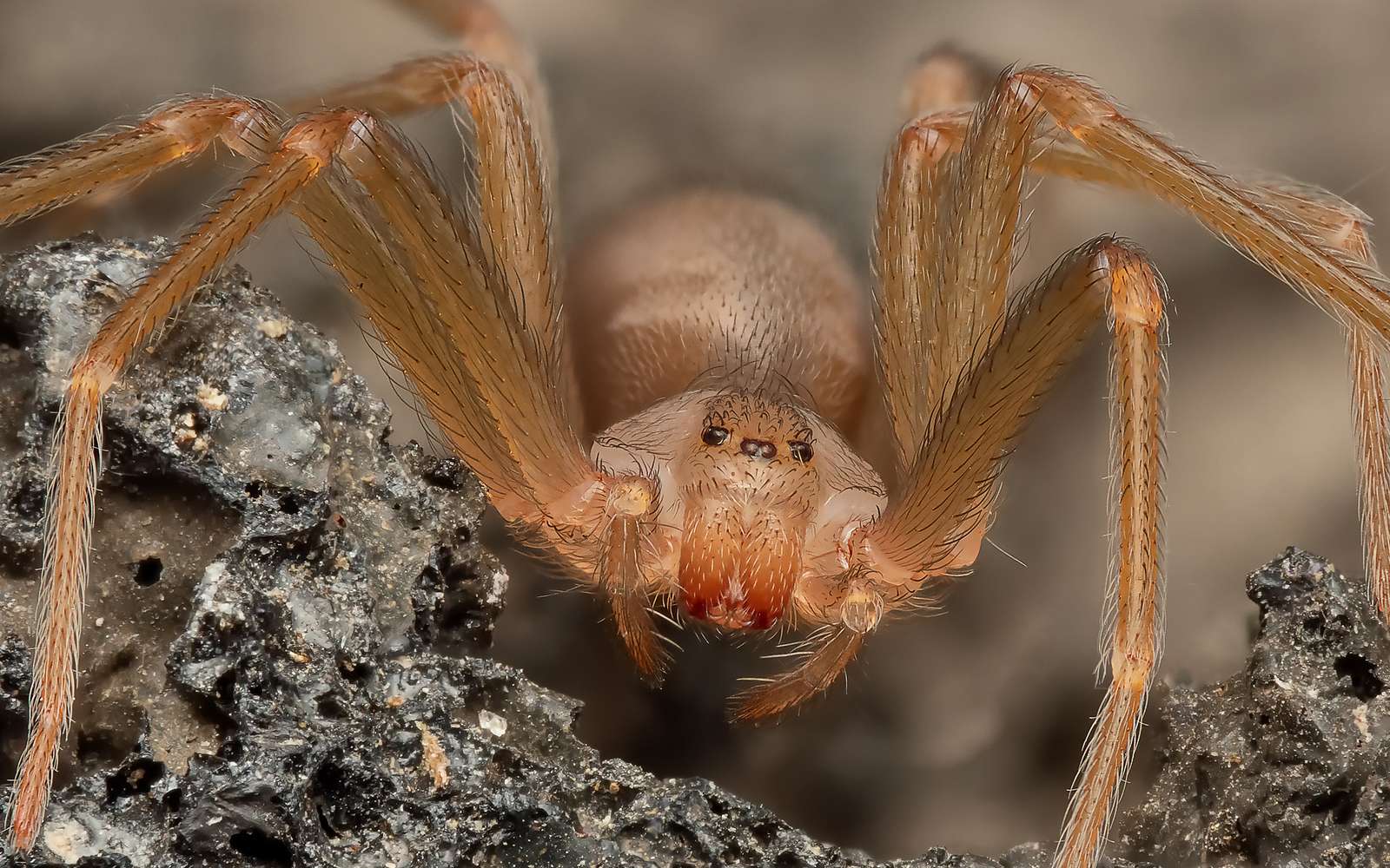 Quand une morsure banale devient mortelle : où trouve-t-on l'araignée violoniste en France ?