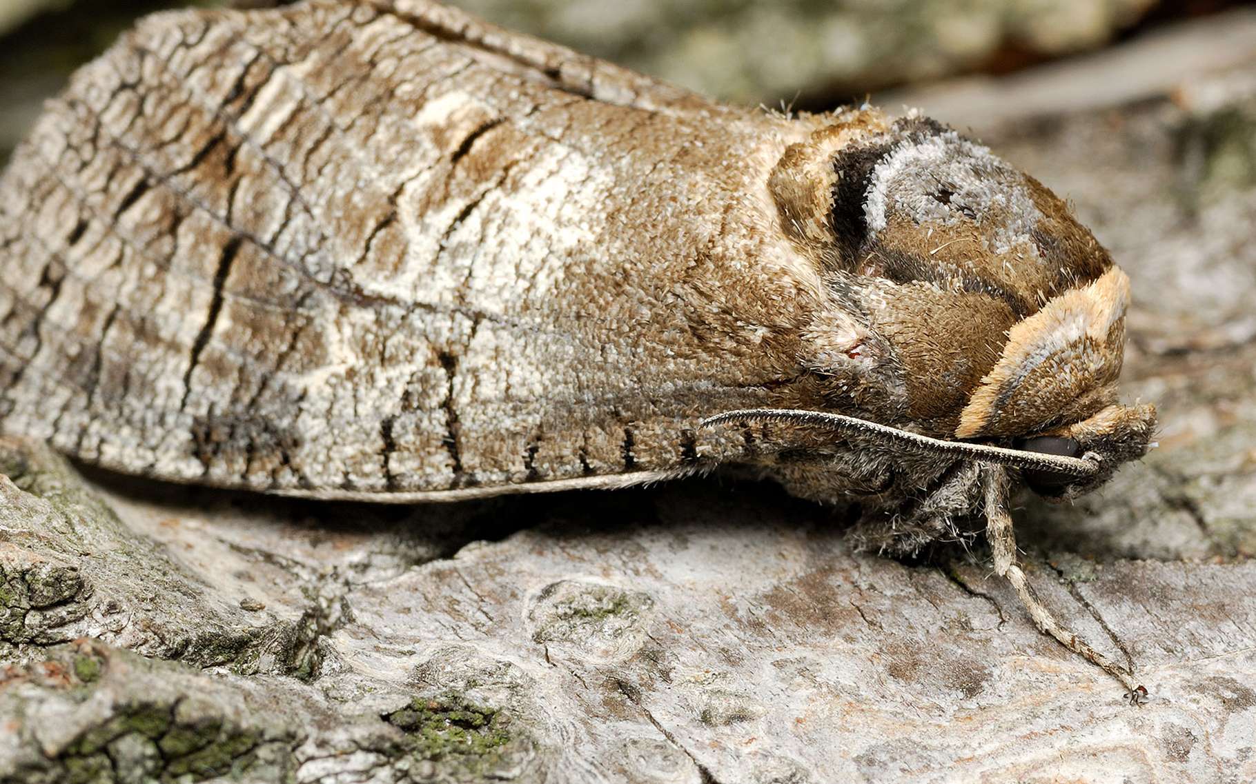Le Cossus gâte-bois et la famille des Tinéidés (mites) | Dossier