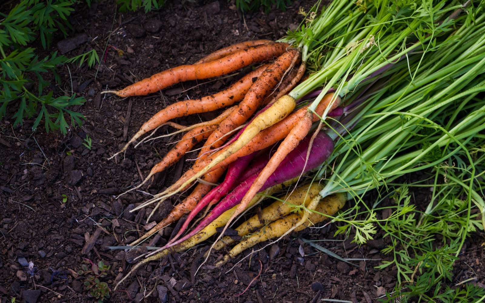 5 choses à savoir sur la carotte, légume le plus consommé de France !