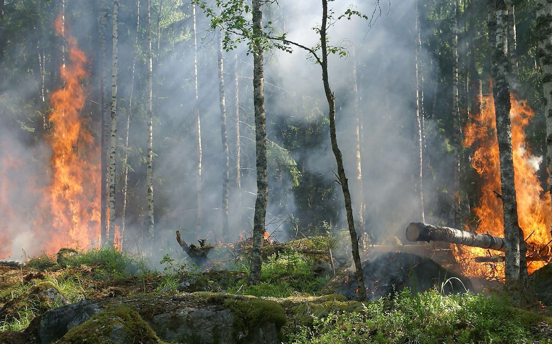 Lorsqu’un feu, qu’il soit d’origine naturelle ou anthropique, dévaste une forêt, il faut des années avant que la nature renaisse. © Ylvers, Pixabay, CC0 Public Domain