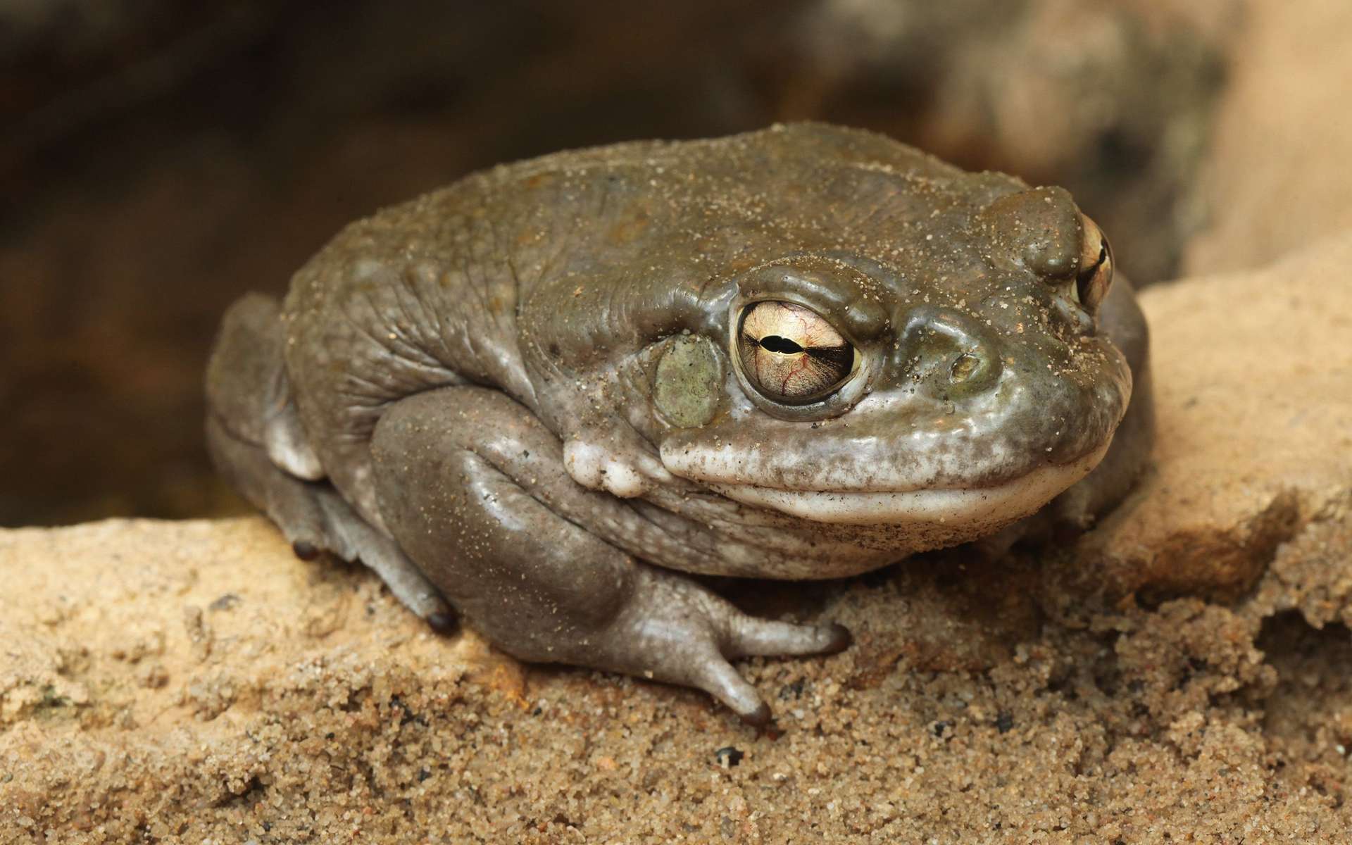 États-Unis : les parcs nationaux demandent aux visiteurs de ne pas lécher les grenouilles hallucinogènes !