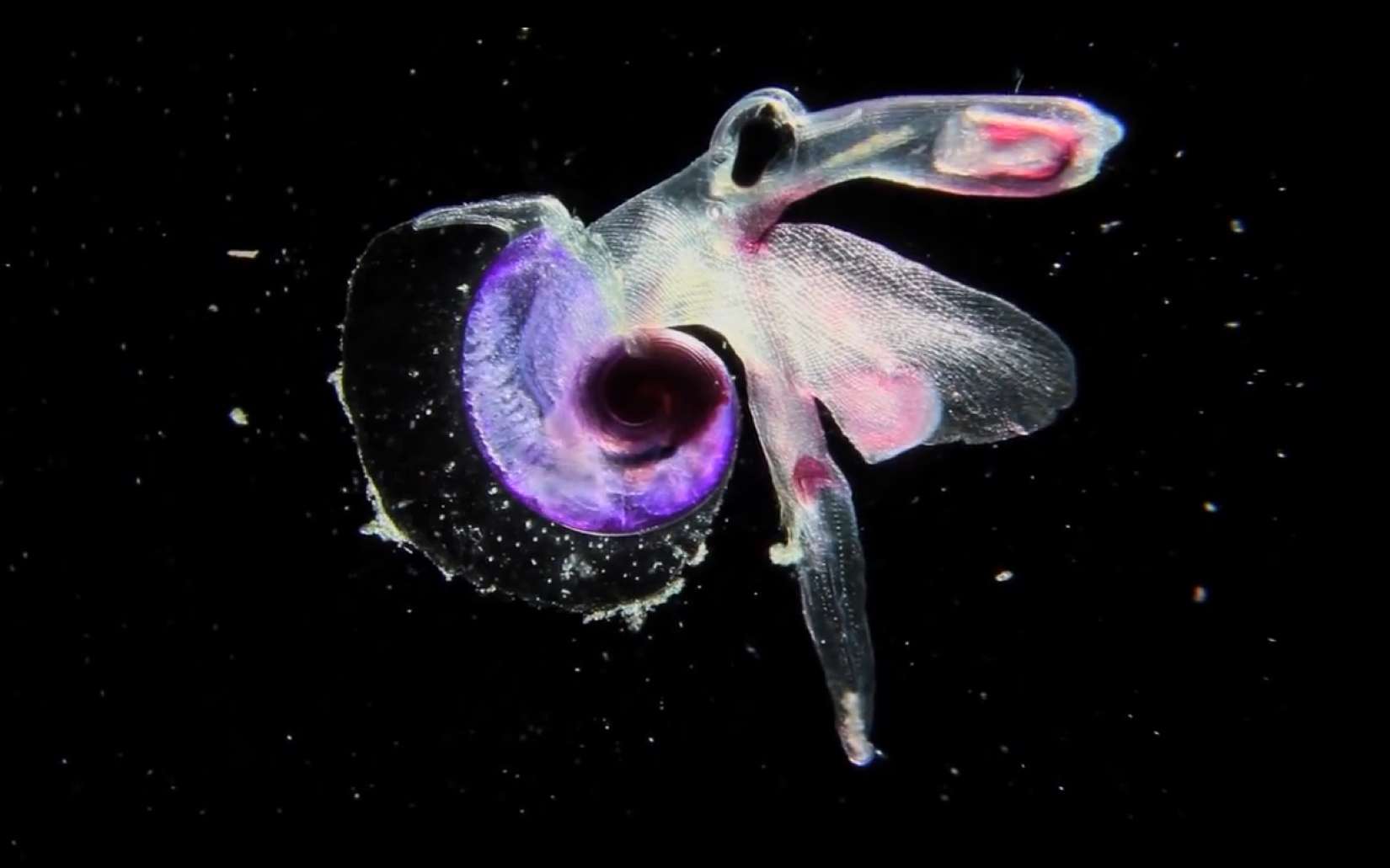 Le mollusque hétéropode Atlantidé. Ce macroplancton gélatineux n'est autre qu'un mollusque hétéropode : Atlantidé. Il est magnifiquement coloré – c'est un Oxygyrus sp. – et mesure quelques millimètres. Il ne possède qu’une nageoire lobée et une fine coquille transparente. Il a été collecté en mai 2010 dans l’océan Indien au cours de l’expédition Tara Oceans. © C. Sardet, CNRS, Tara Oceans http://www.planktonchronicles.org/fr
