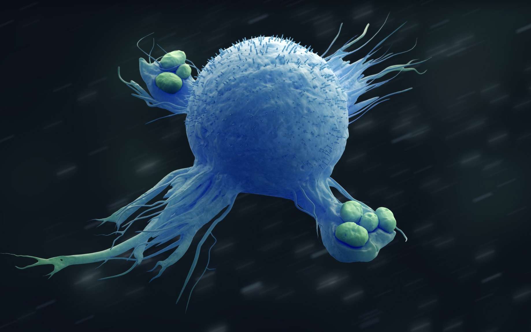 Les macrophages: cellules de l'immunité intervenant dans la réponse inflammatoire. © Sveta, Fotolia