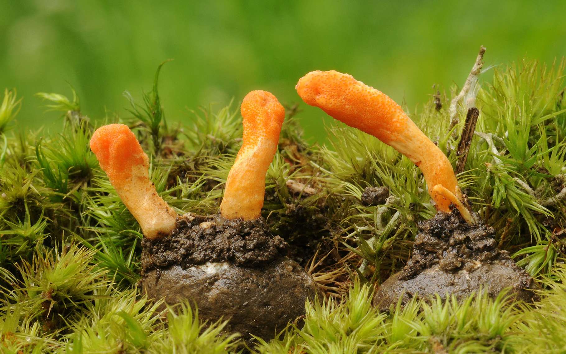 Cordyceps militaris, un champignon rare | Dossier