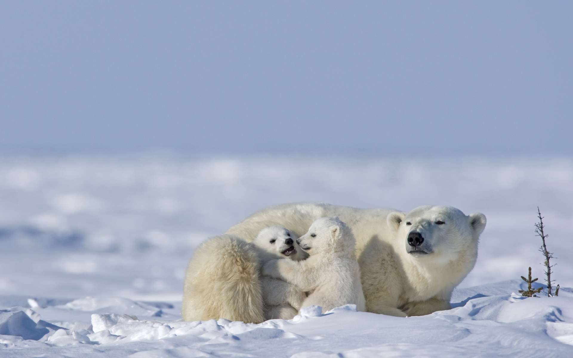 Les Ours Polaires S Entre Devorent Pour Survivre Dans L Arctique Russe