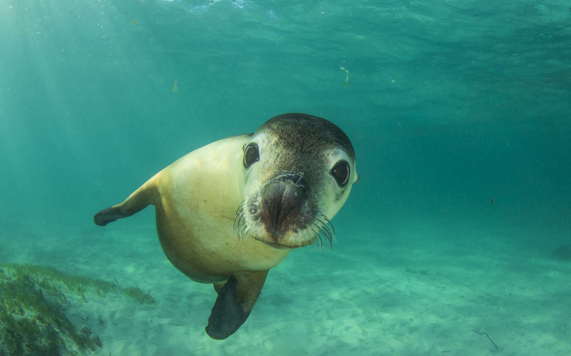 On pourrait restaurer la vie marine d'ici 2050