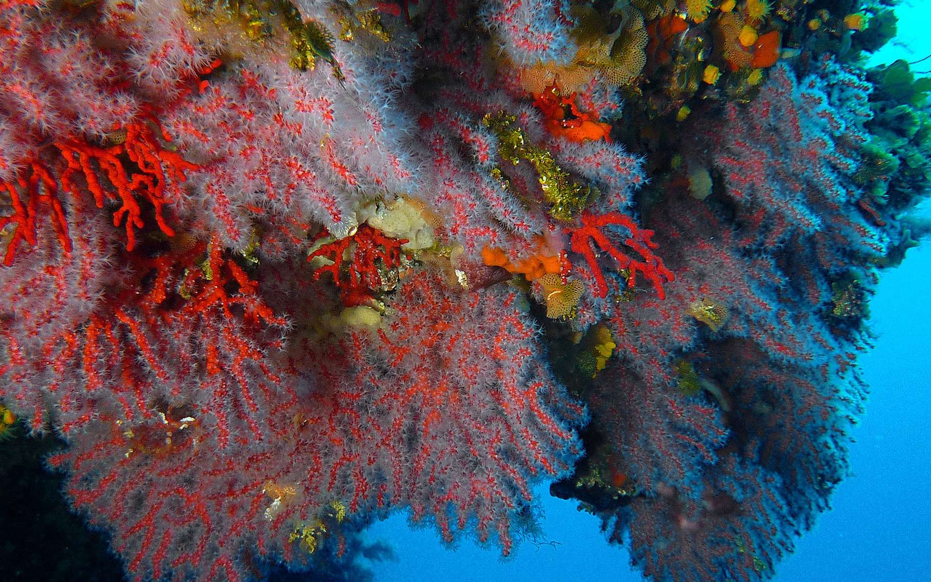 Habitat Du Corail Rouge Et Ennemis Dossier