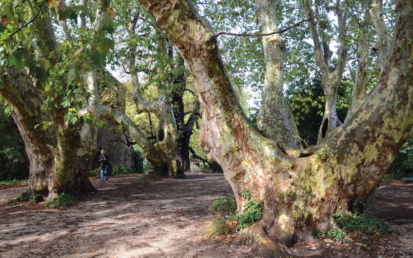 Photos 15 arbres  remarquables  prot ger