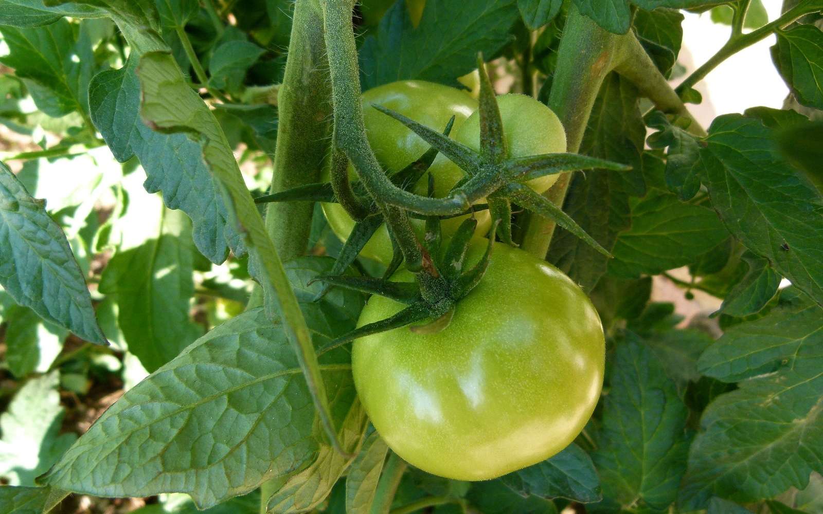 Dernières tomates vertes qui ne demandent qu'à mûrir. © Dinkum, Domaine Public