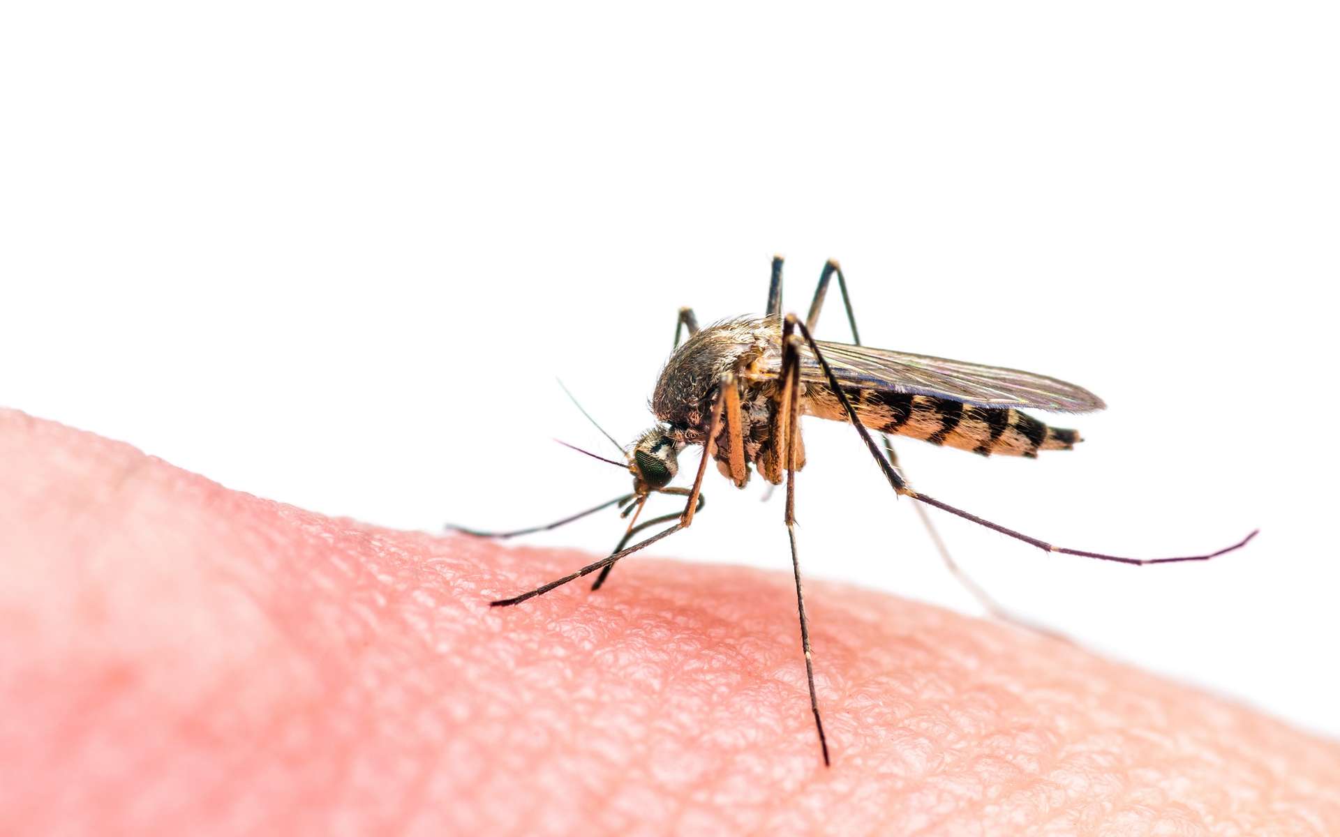 Le virus Zika est transmis par la piqûre de moustiques. © nechaevkon, Shutterstock