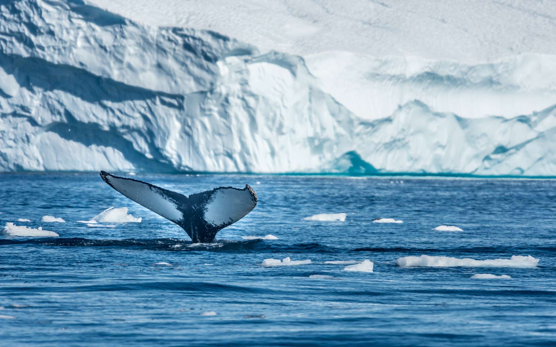 Le Groenland fond à vue d'oeil : plusieurs milliards de tonnes de glace disparaissent chaque jour