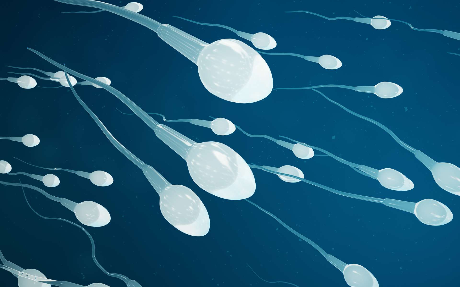 Une nouvelle étude du Harvard GenderSci Lab dans la revue Human Fertility, « The Future of Sperm: A Biovariability Framework for Understanding Global Sperm Count Trends » questionne la panique sur les tendances apparentes de la diminution du nombre de spermatozoïdes humains. © rost9, Adobe Stock