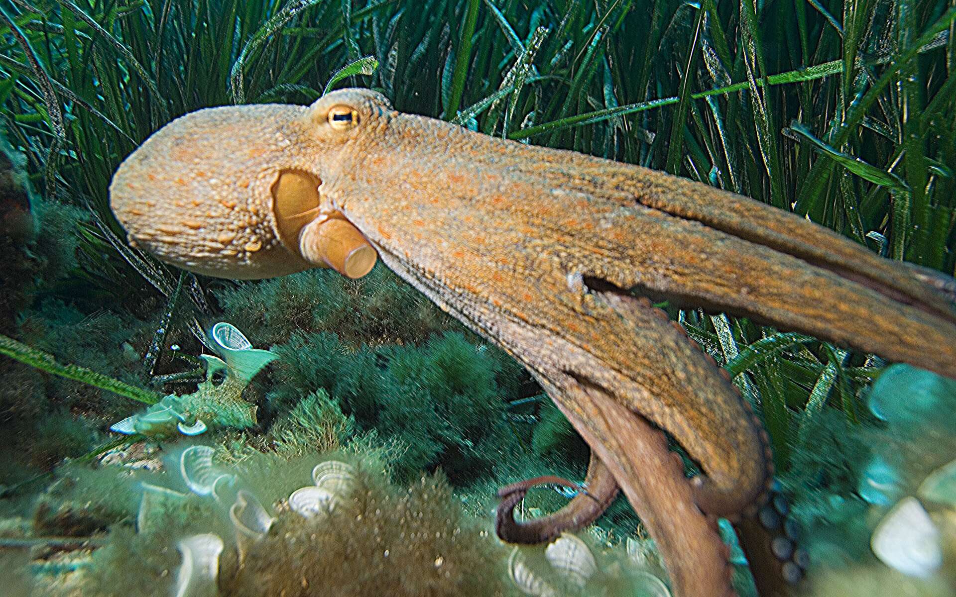 Photo d'une pieuvre commune. © albert kok, GNU FDL, Version 1.2