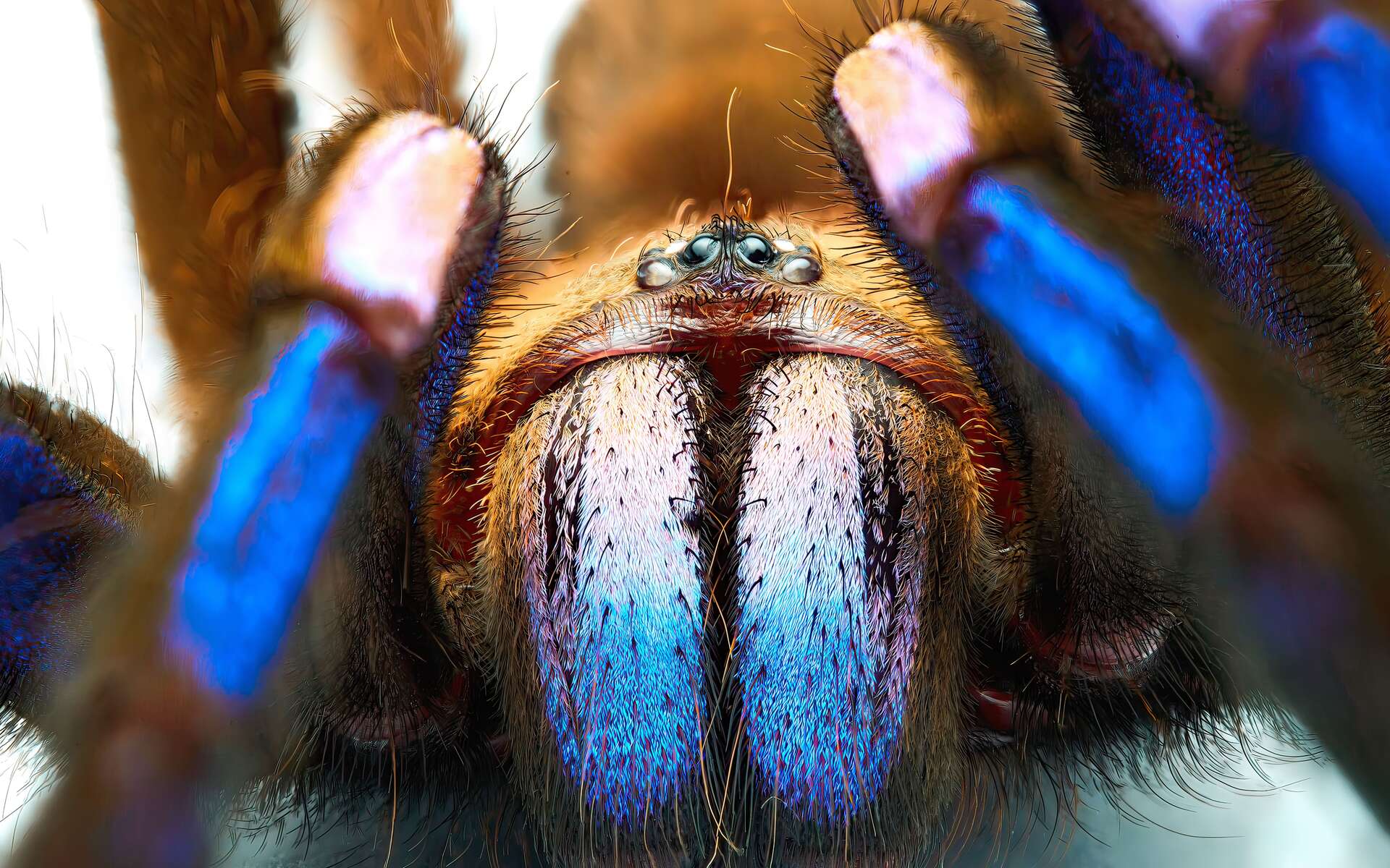 Cette mygale d'un bleu irisdescent découverte en Thaïlande fascine les scientifiques