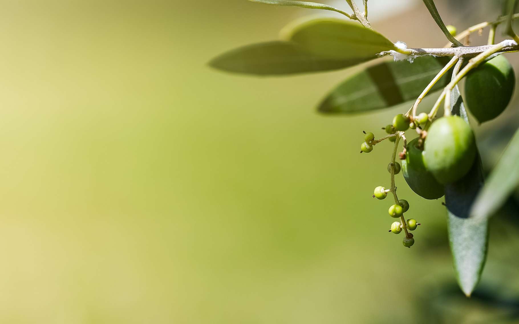 Avec la sécheresse et la chaleur installées sur l’Espagne, les olives peinent à mûrir. © OlivierLaurentPhotos, Adobe Stock