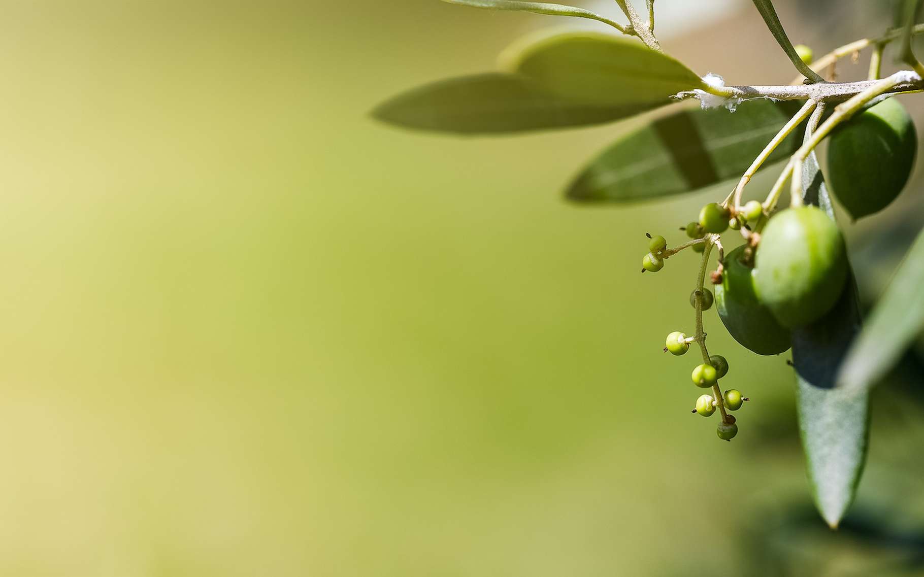 As oliveiras estão em modo de sobrevivência em Espanha e Portugal.  Em breve na França?