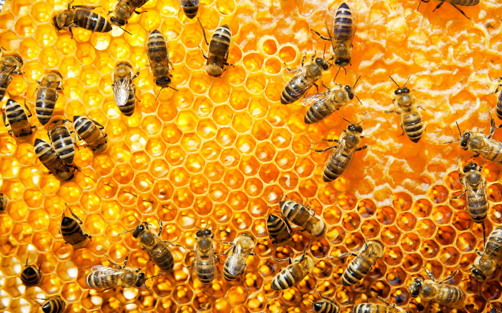 Définition | Propolis | Futura Planète