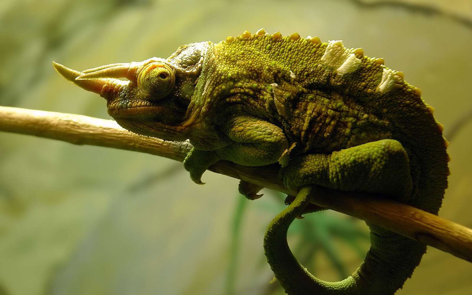 Le caméléon change de couleur, mais ce n'est pas pour se camoufler