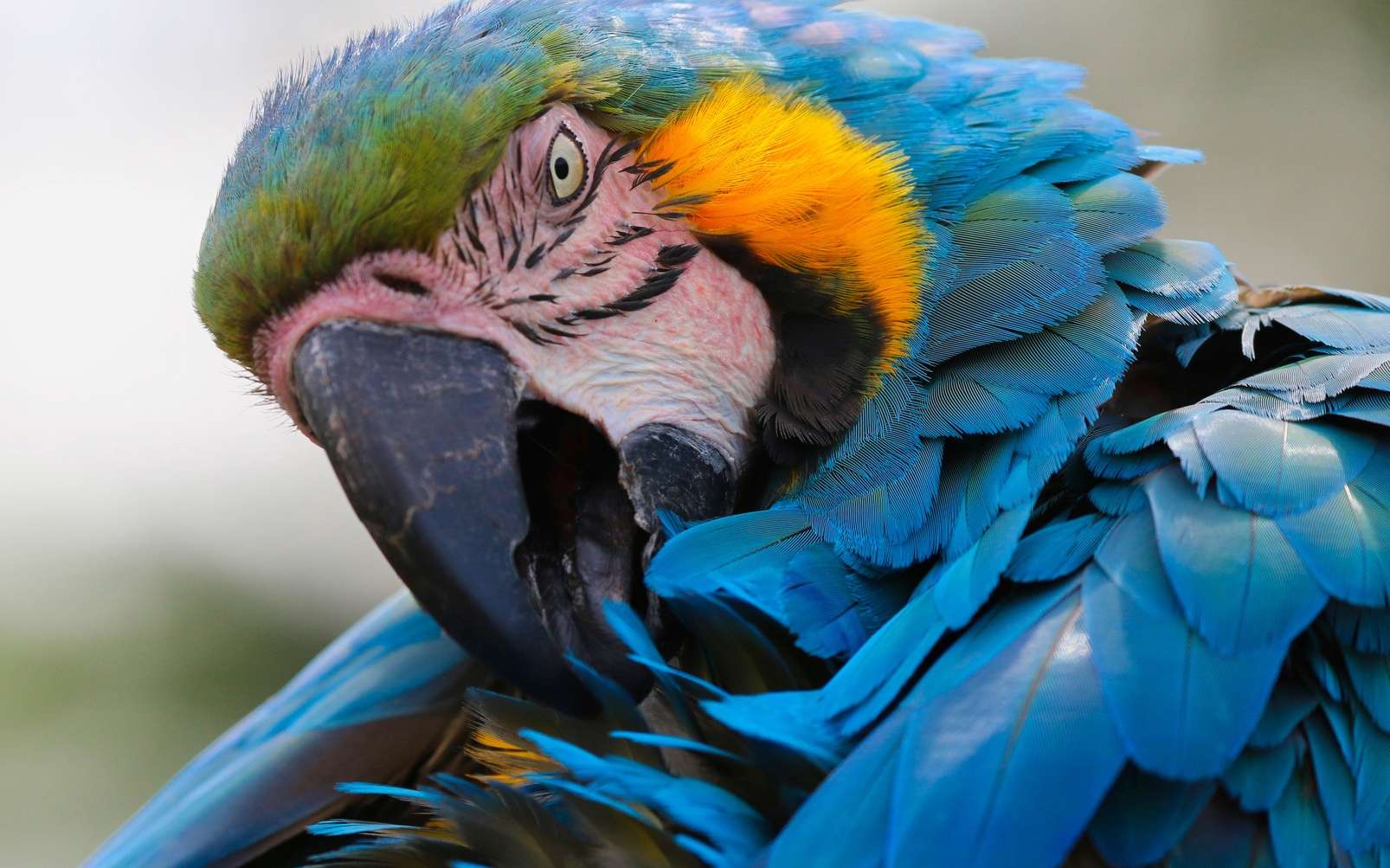 Savez-vous que les perroquets rougissent quand ils sont émus ? © UniquePhotoArt, Fotolia
