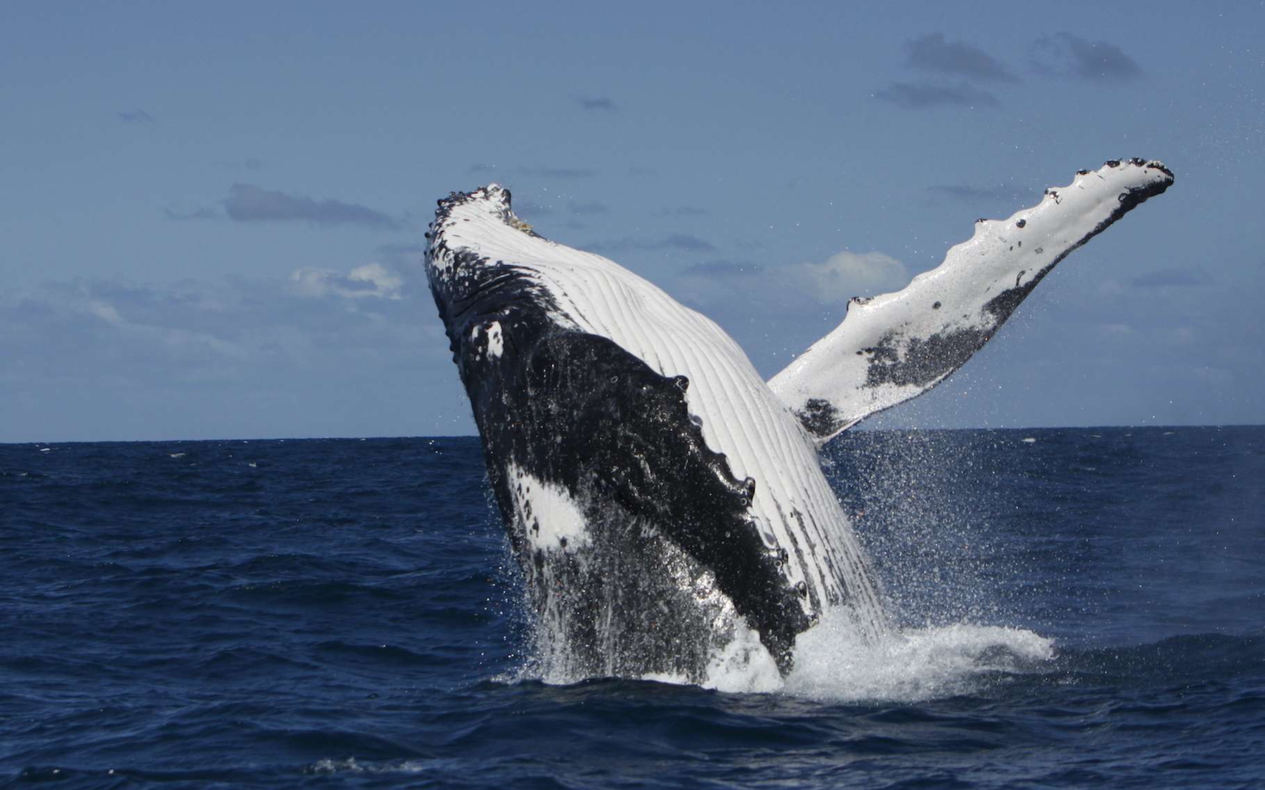 Les baleines à bosse de Nouvelle-Calédonie apprennent avec une facilité déconcertante les chants de leurs cousines de la côte est de l’Australie. Un échange culturel qui montre que la baleine à bosse n’est pas si bête. © Opération Cétacés, Université du Queensland
