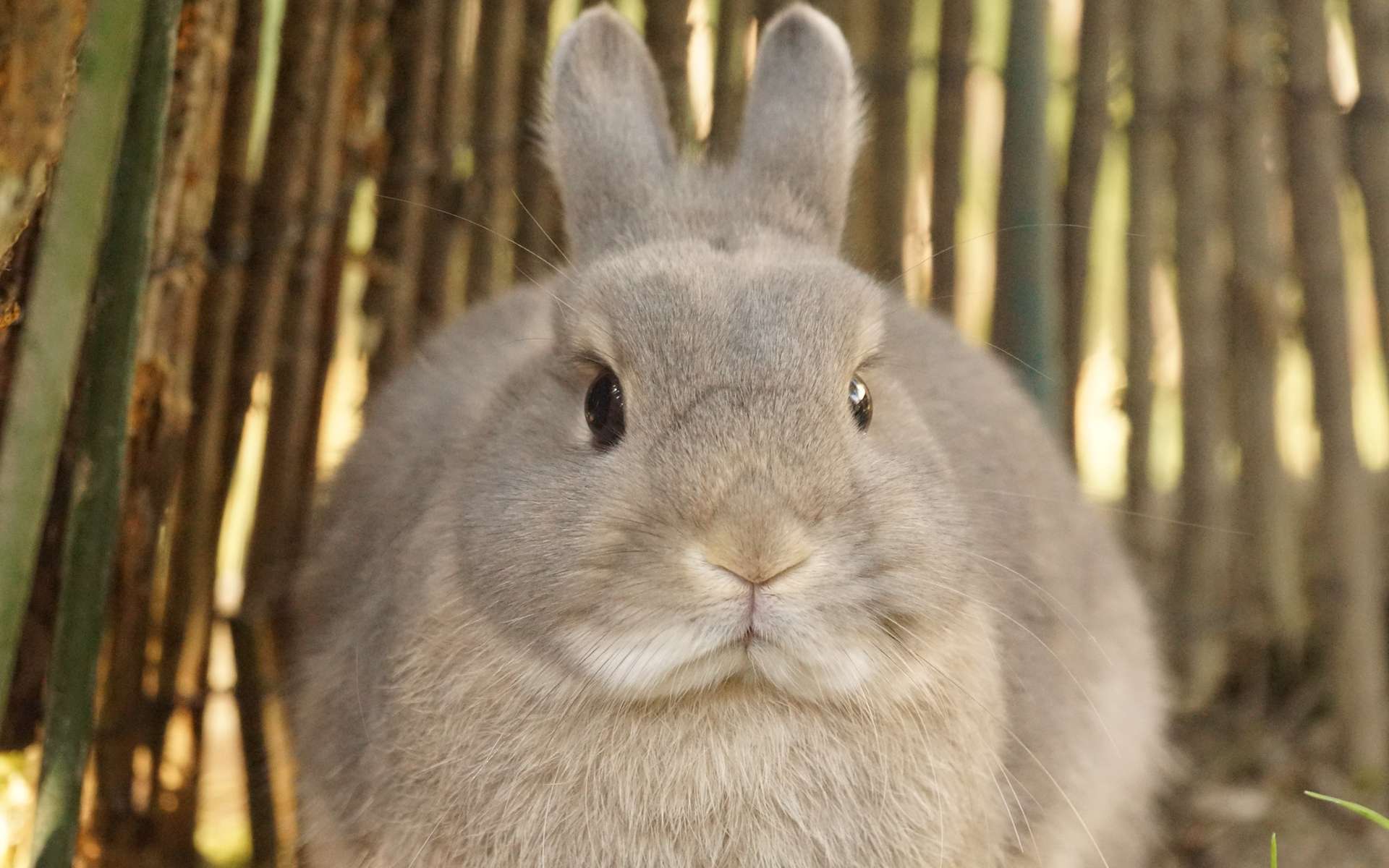 Waarom zijn konijnen niet zo groot als paarden?