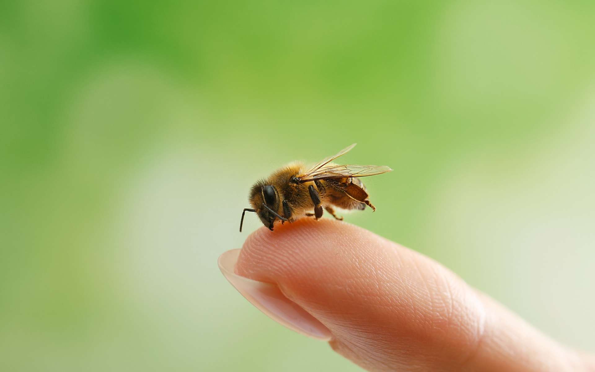 Les abeilles peuvent détecter avec précision les infections au coronavirus