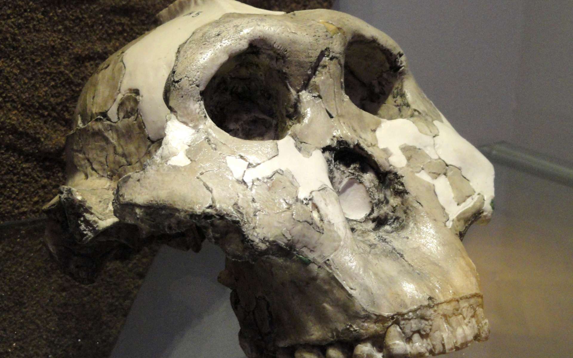 Australopithecus boisei (OH 5) au Museum d’histoire naturelle d’Helsinki, en Finlande. © CCO, Wikimedia