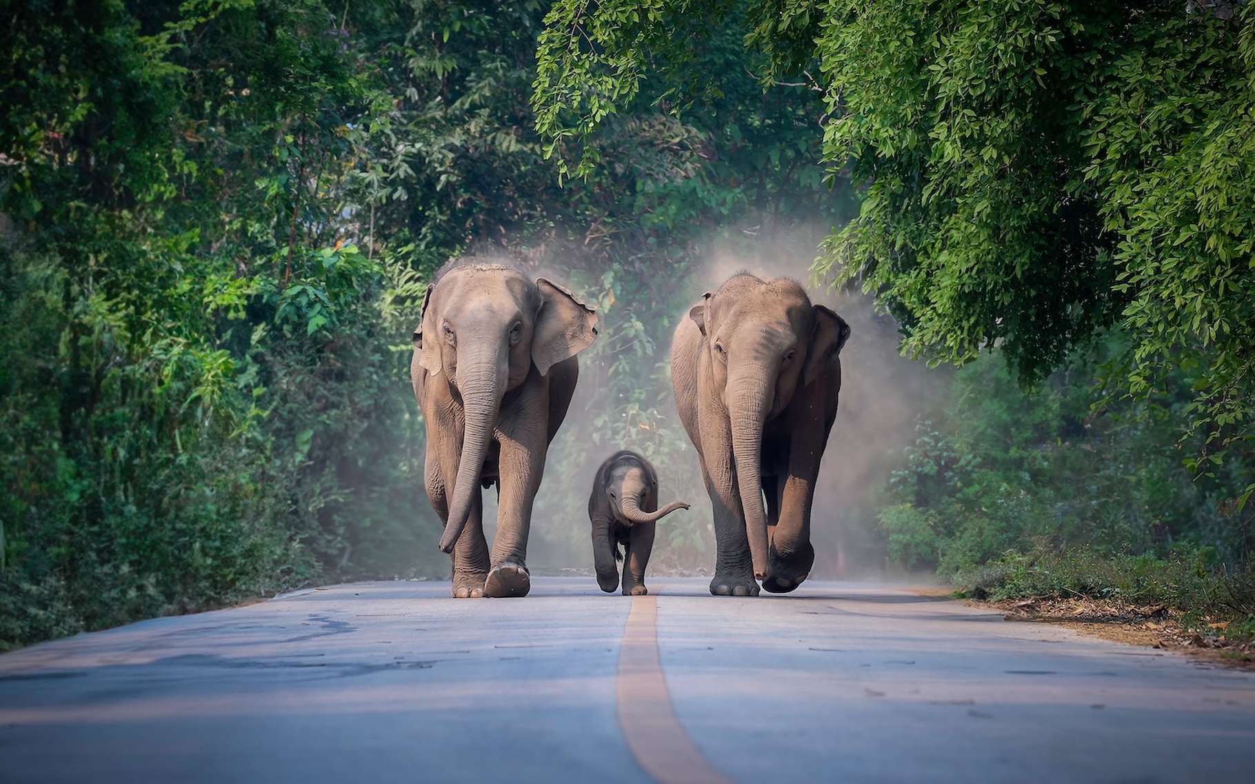 Les éléphants d'Asie ne font pas que pleurer les morts, ils les enterrent aussi