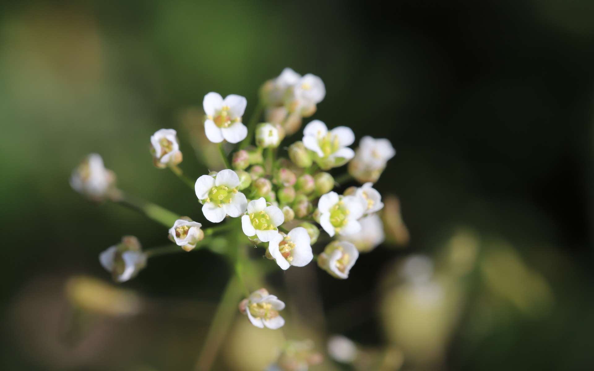 Des plantes observées en train de « boire » pour la première fois