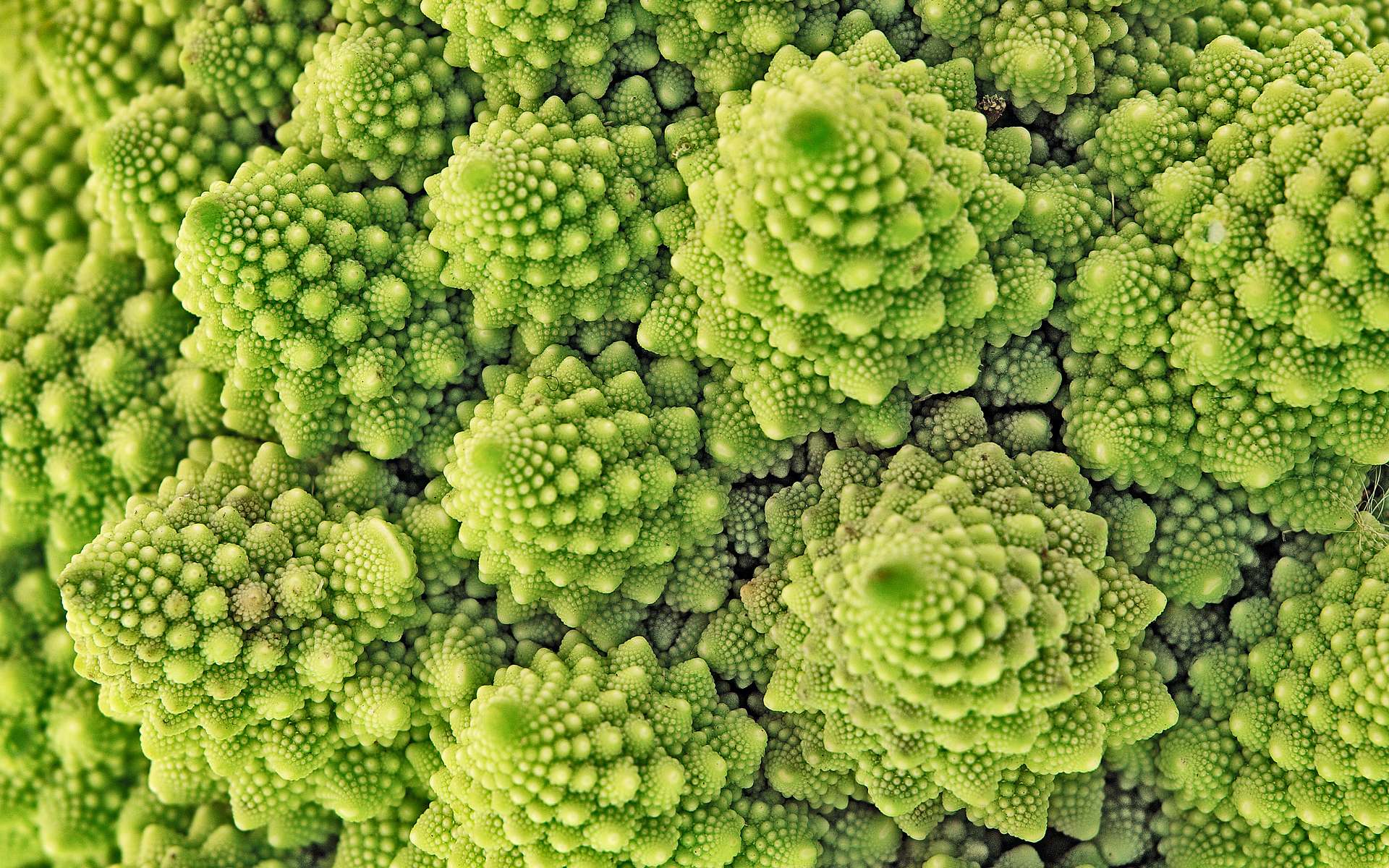 Des fractales dans des choux. © Lucky Dragon, Adobe Stock